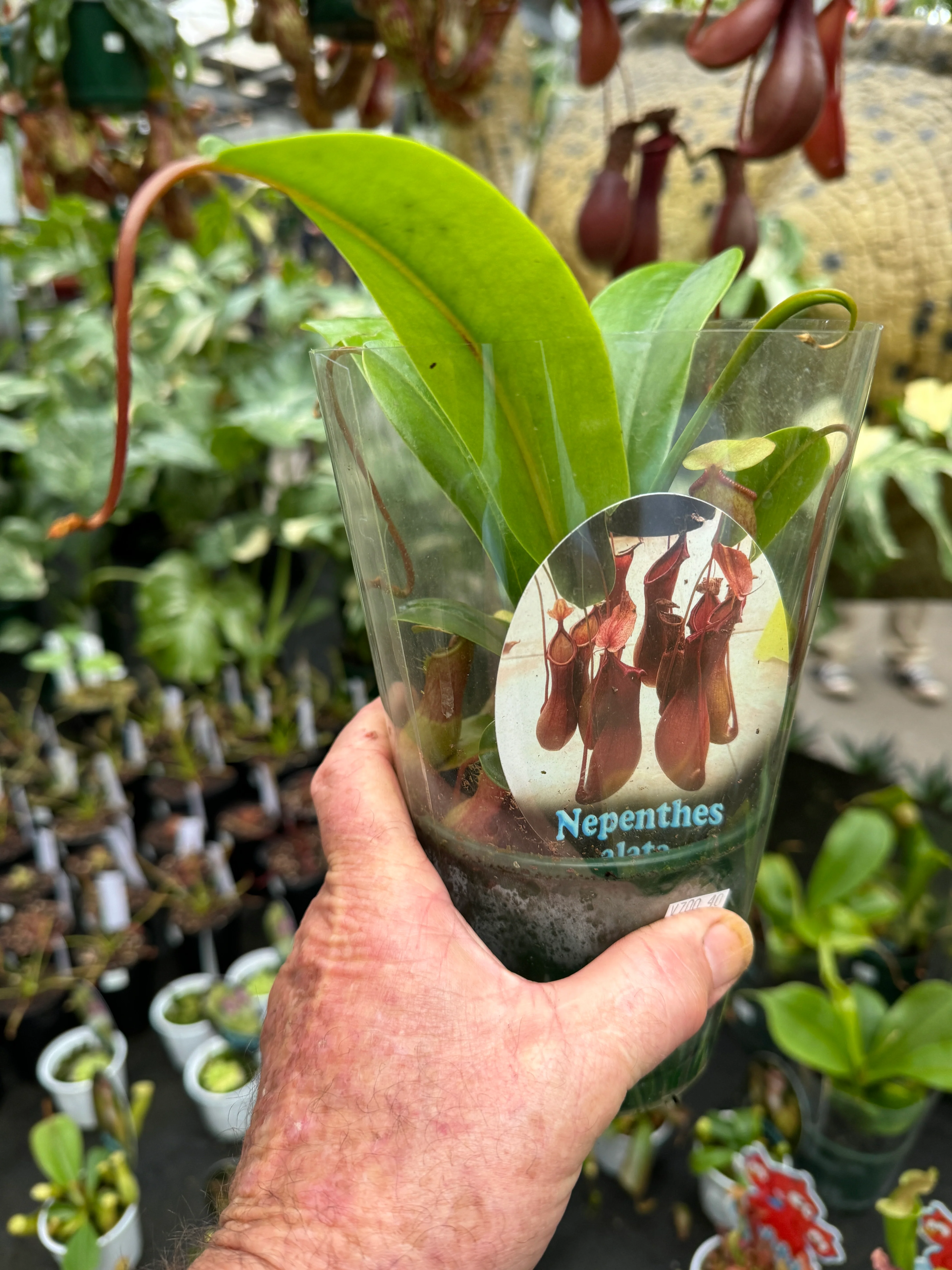 Nepenthes alata - Winged Pitcher Plant - Image 4