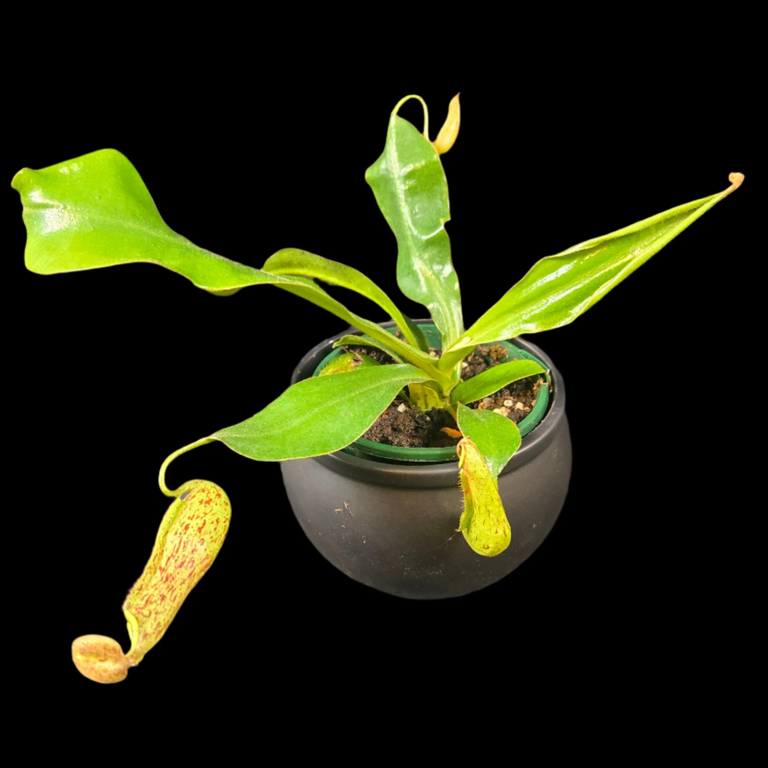 Nepenthes edwardsiana x burbidgeae - Image 2