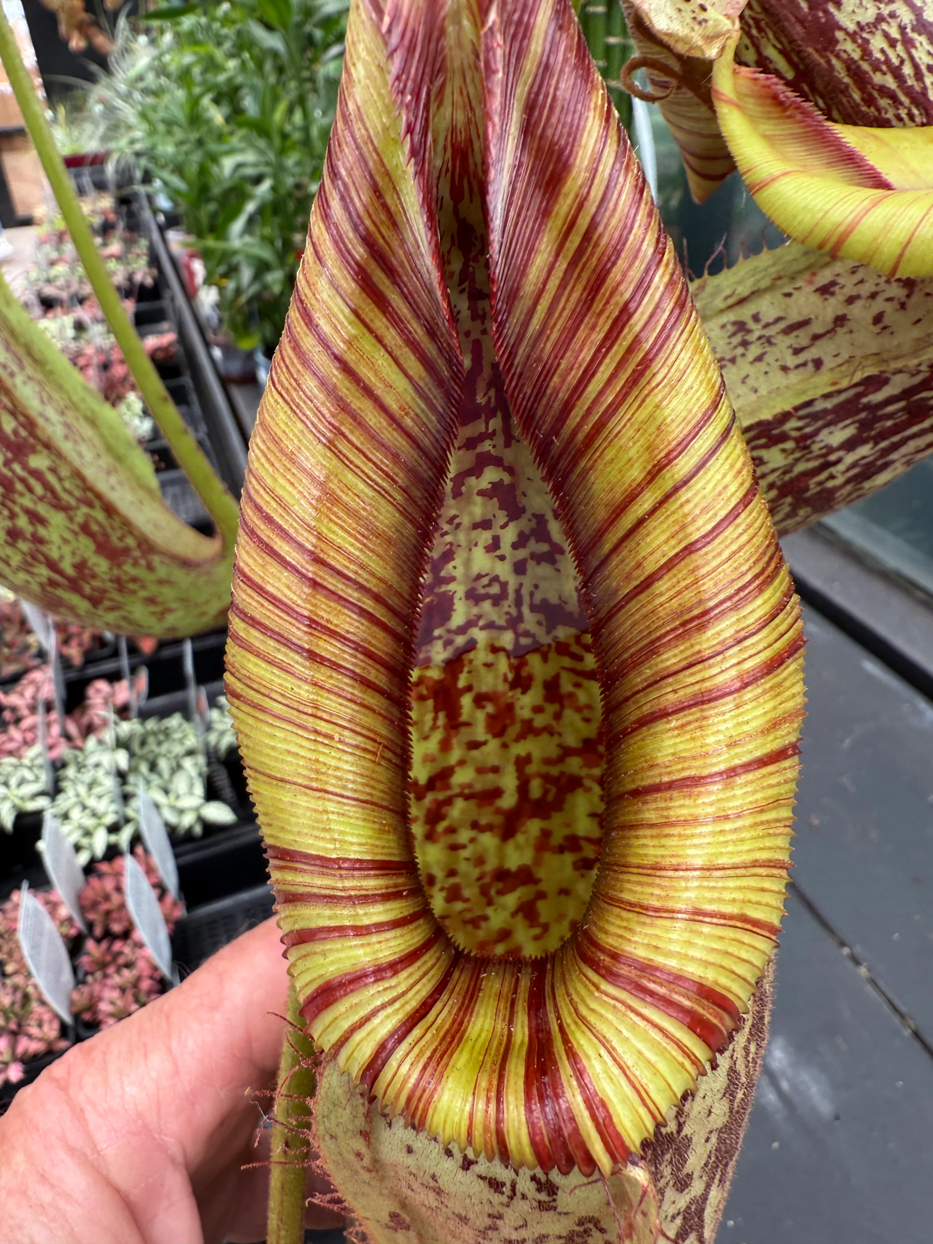 Nepenthes edwardsiana x burbidgeae - Image 3
