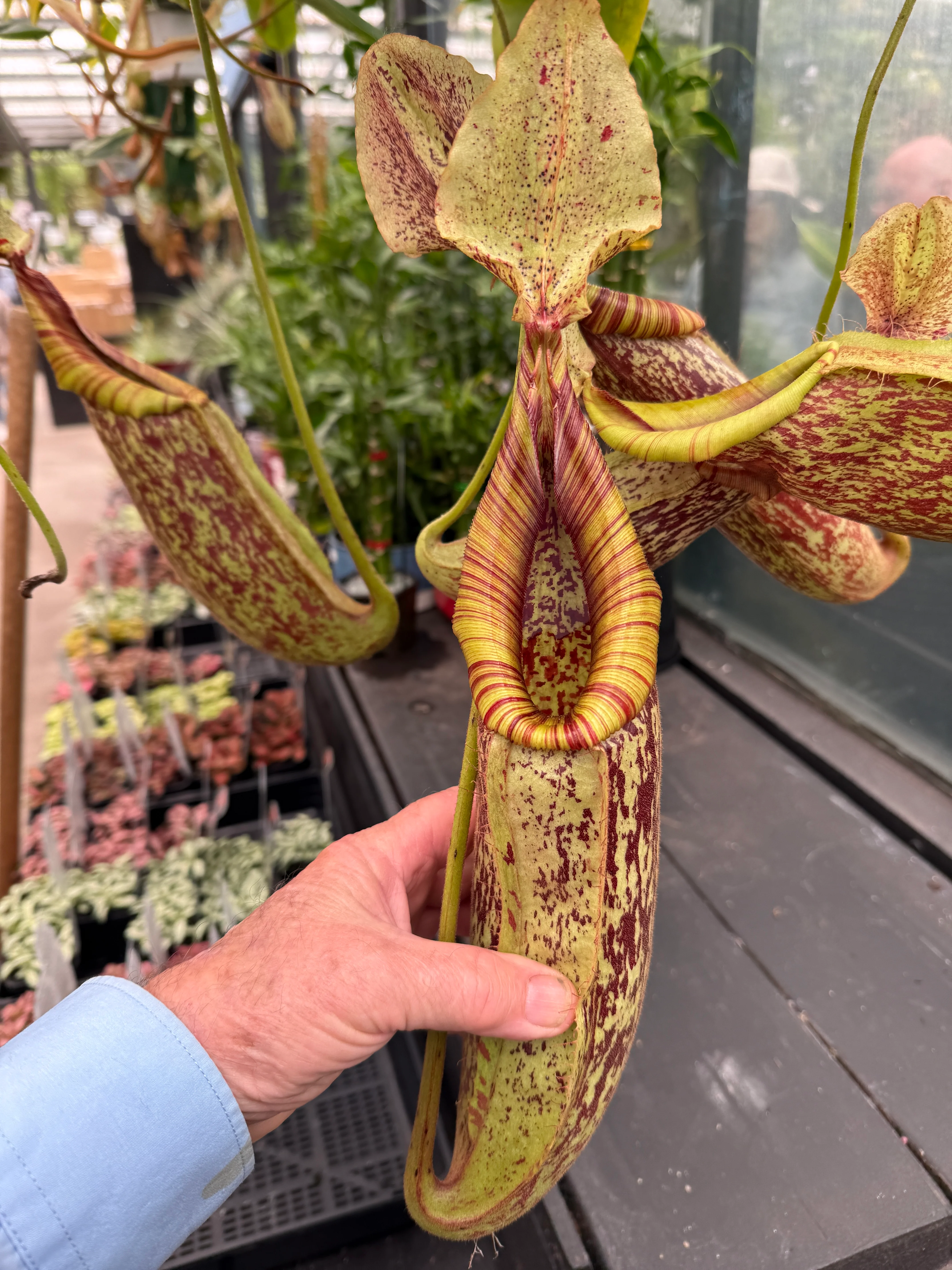 Nepenthes edwardsiana x burbidgeae - Image 4