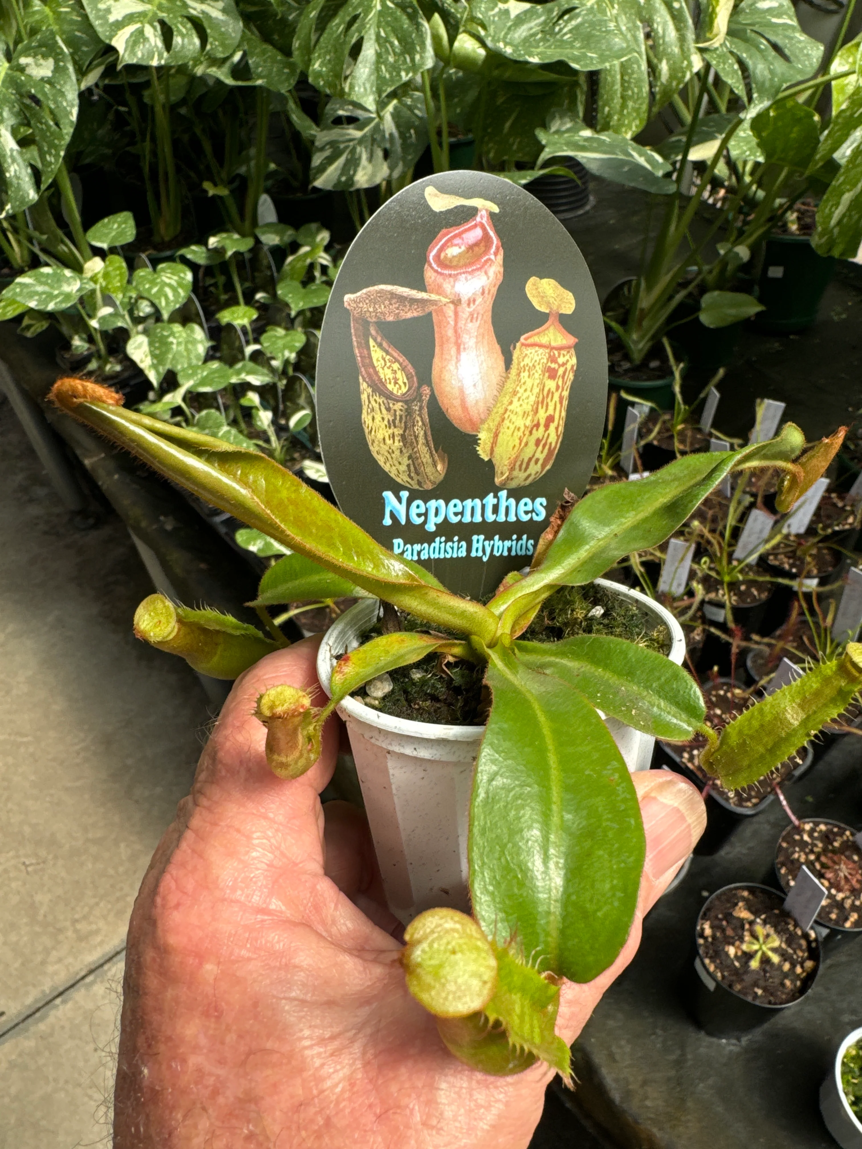 Nepenthes paradisia hybrids - Image 3