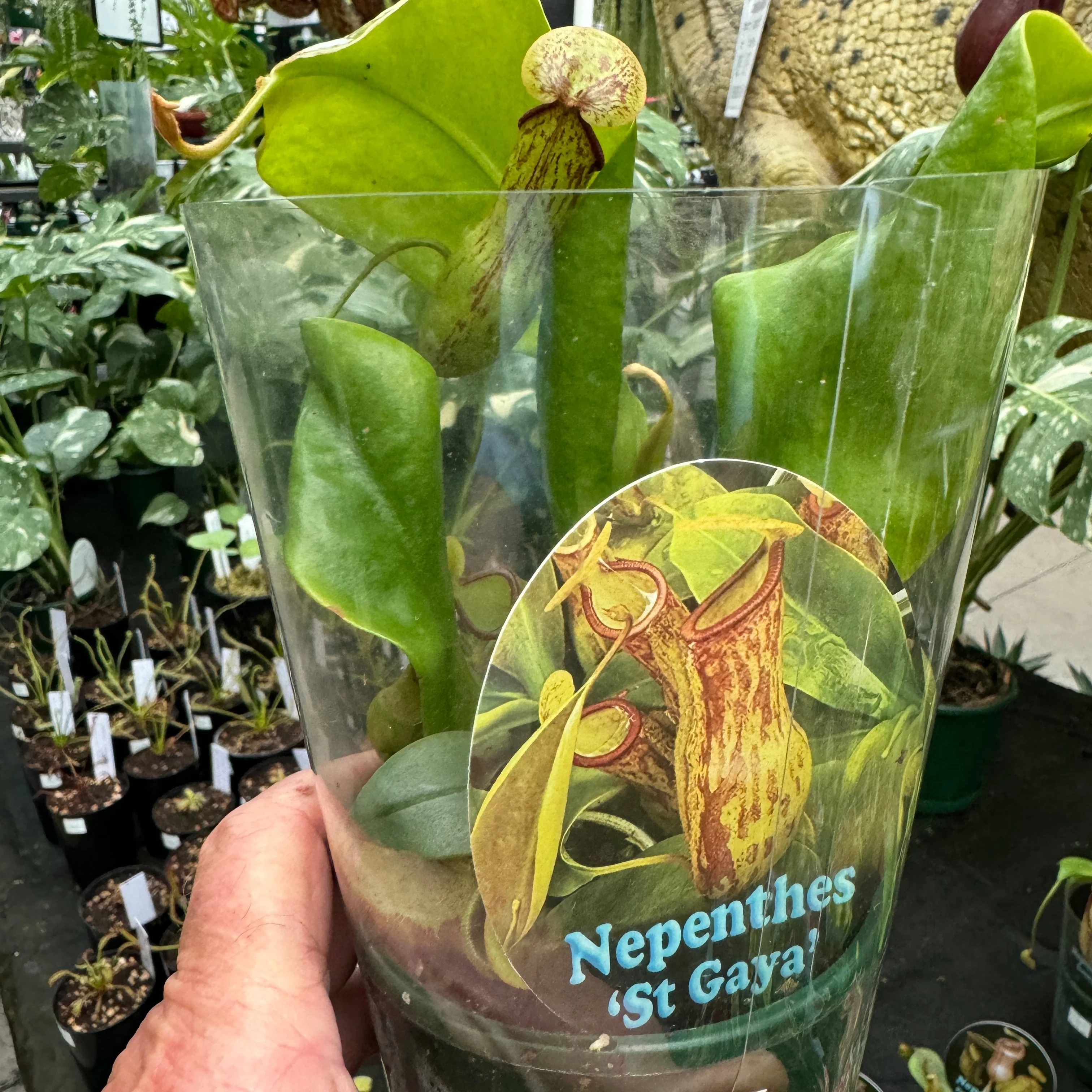Nepenthes 'St Gaya' - Image 3