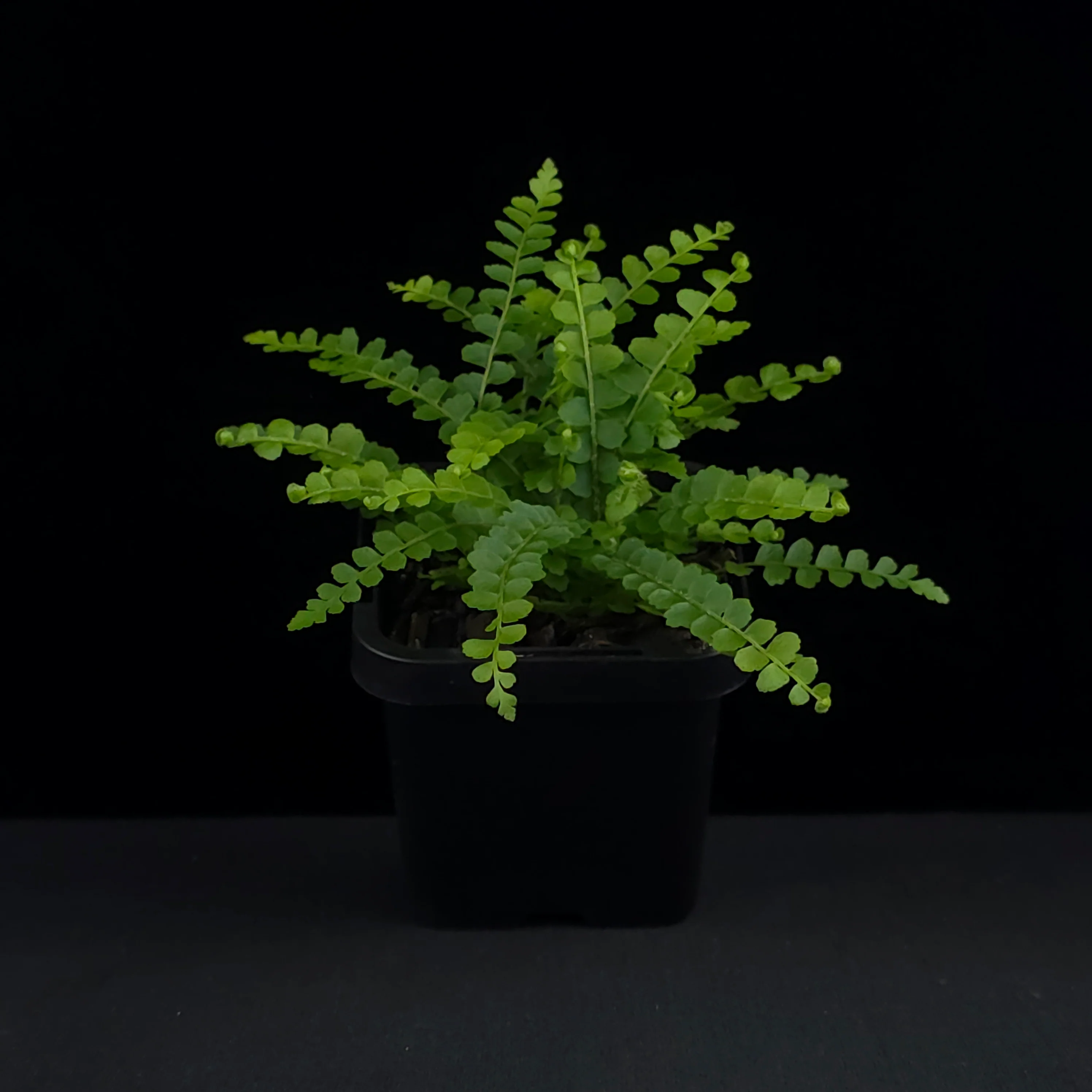 Nephrolepis cordifolia 'Duffii' - Lemon Button Fern - Image 3