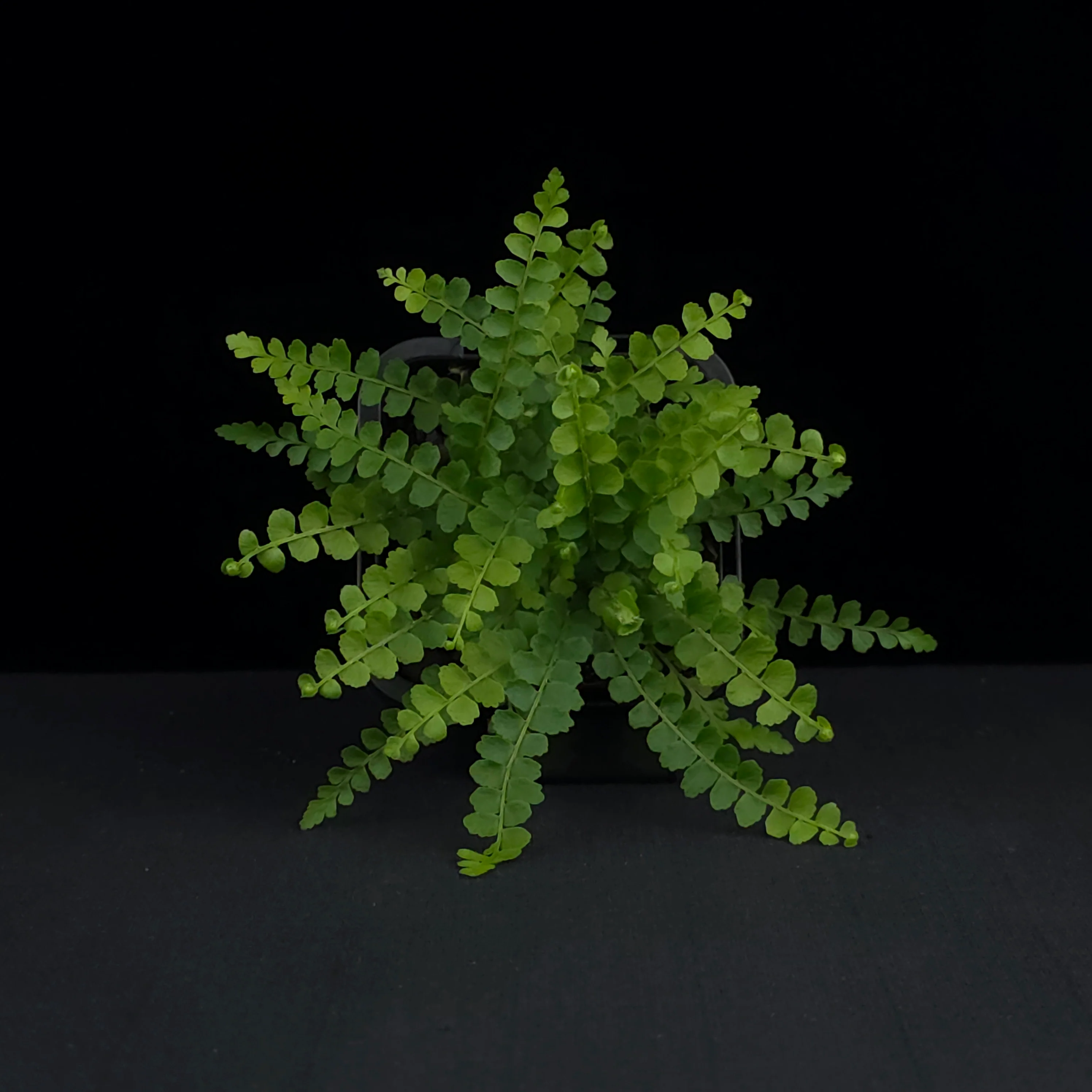 Nephrolepis cordifolia 'Duffii' - Lemon Button Fern - Image 4
