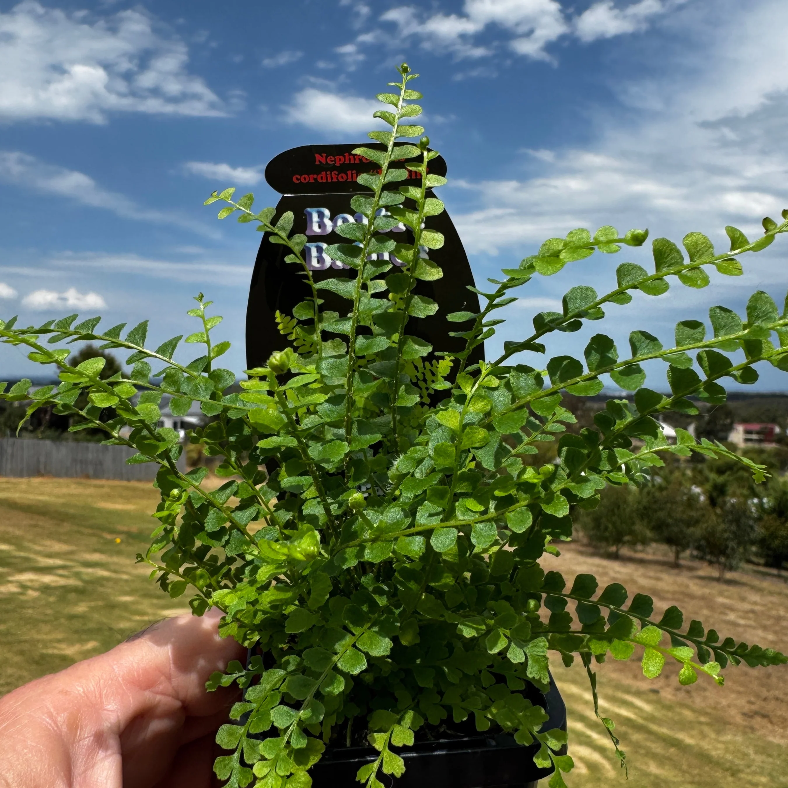 Nephrolepis cordifolia 'Duffii' - Lemon Button Fern - Image 5