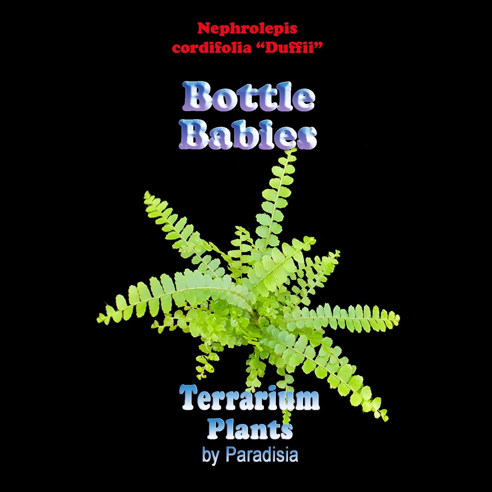 Nephrolepis cordifolia 'Duffii' - Lemon Button Fern - Image 6