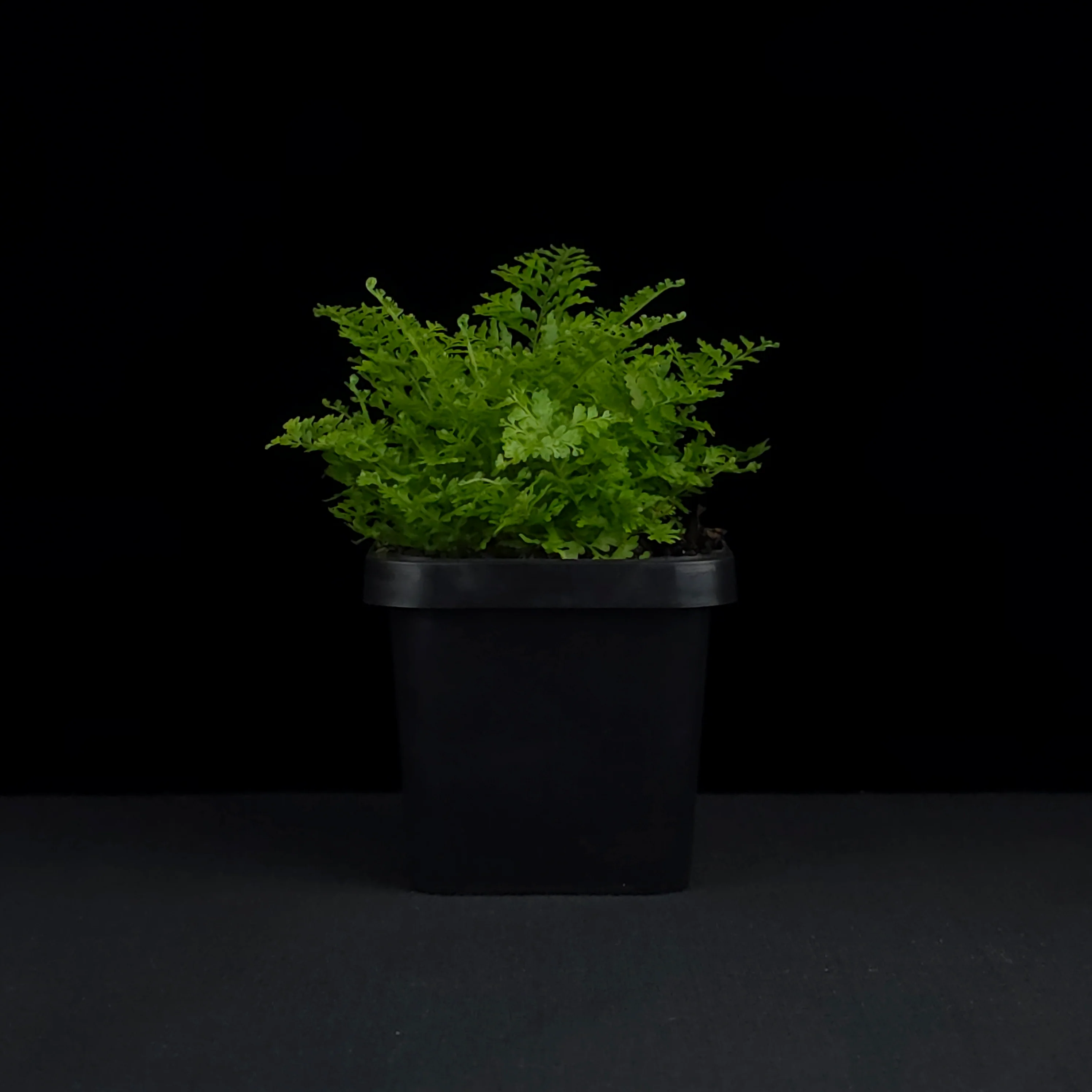Nephrolepis exaltata 'Cotton Candy Fern' - Image 2