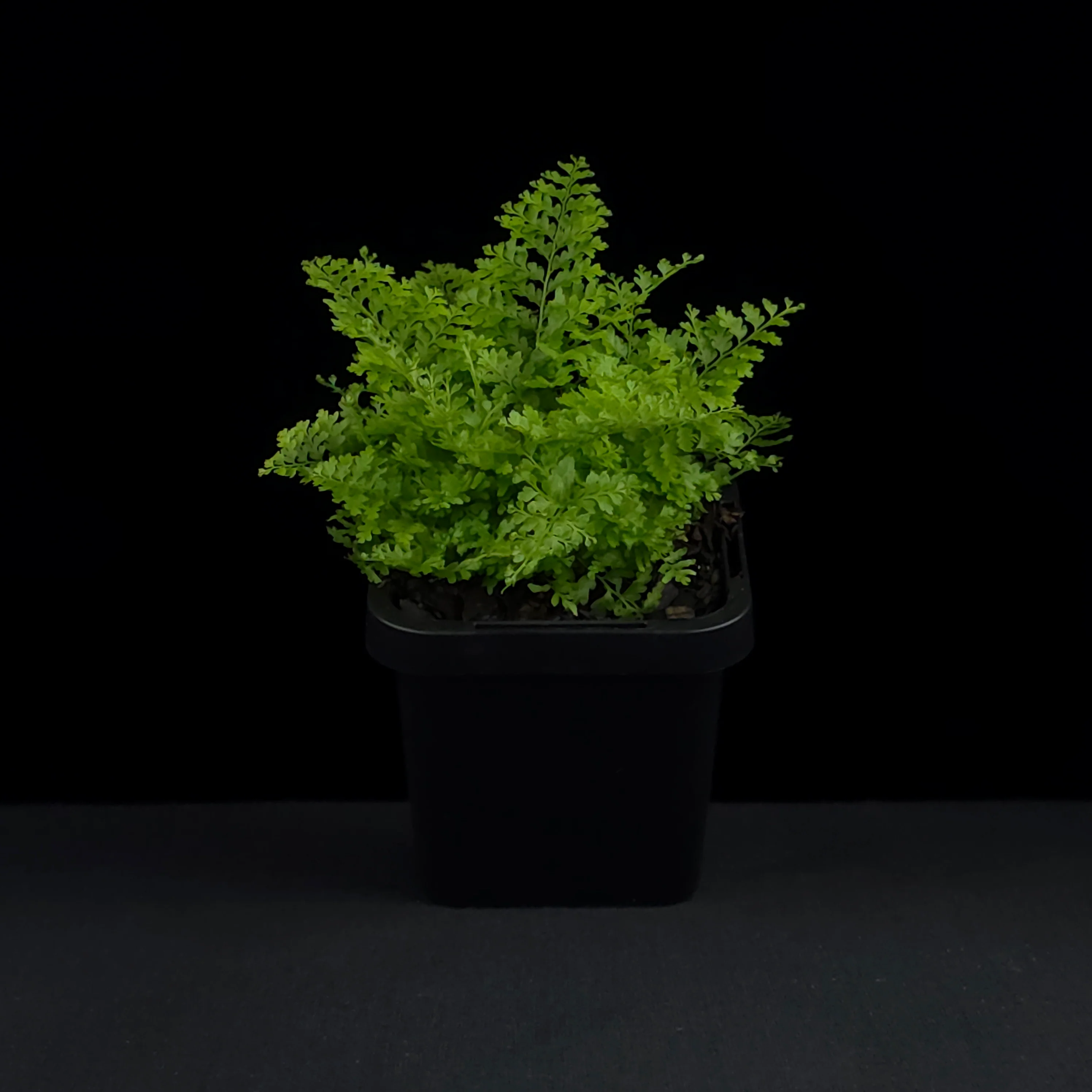 Nephrolepis exaltata 'Cotton Candy Fern' - Image 3