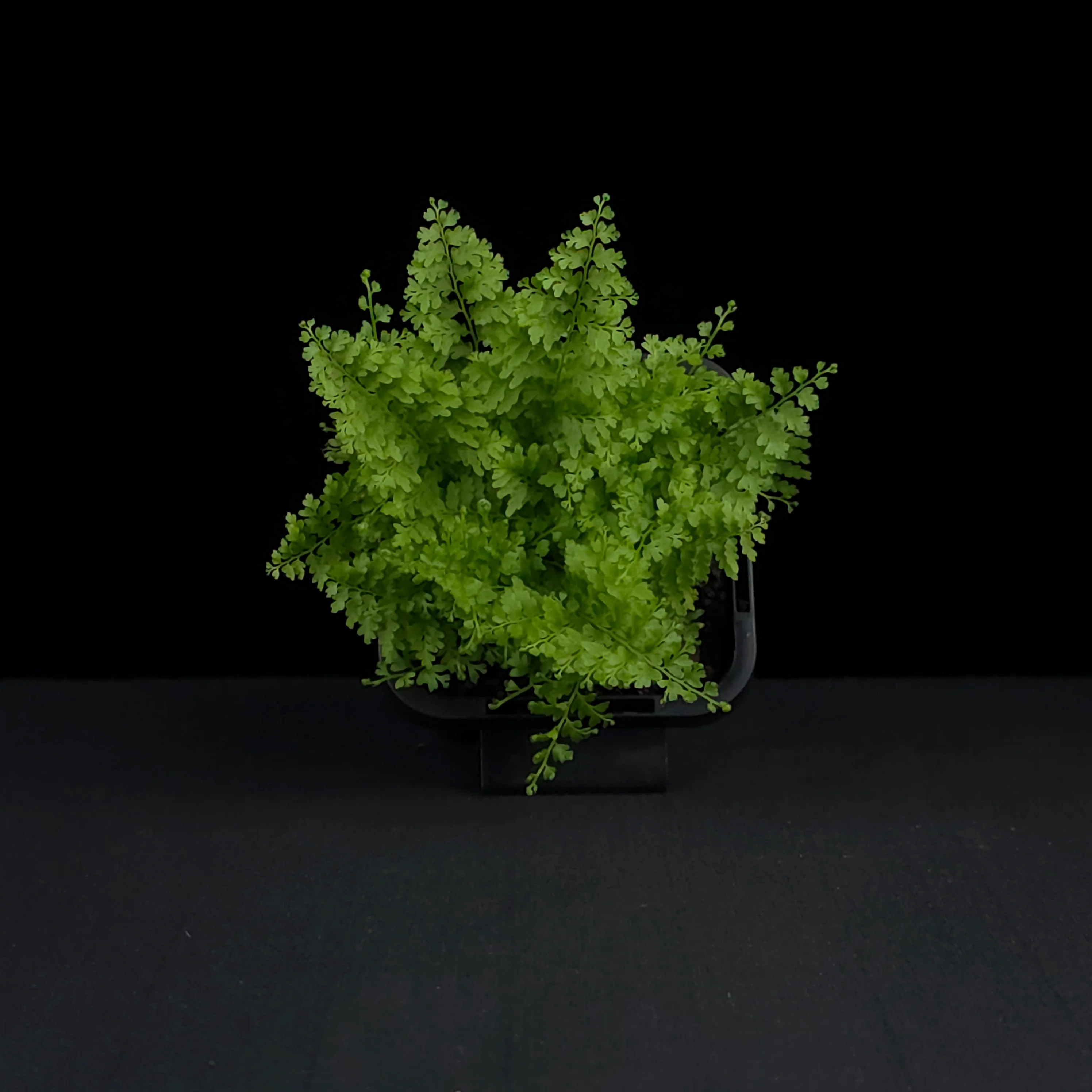 Nephrolepis exaltata 'Cotton Candy Fern' - Image 4