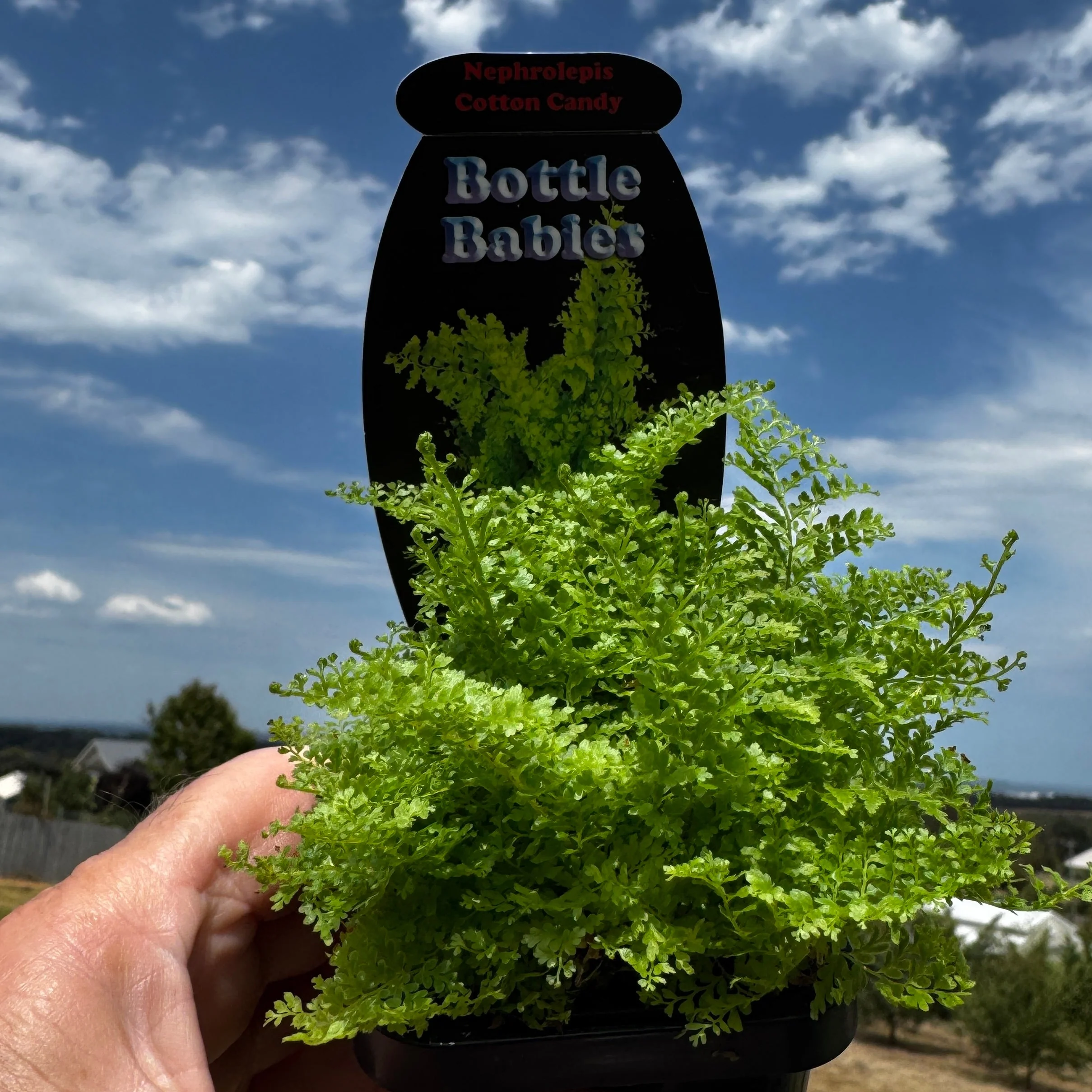 Nephrolepis exaltata 'Cotton Candy Fern' - Image 5