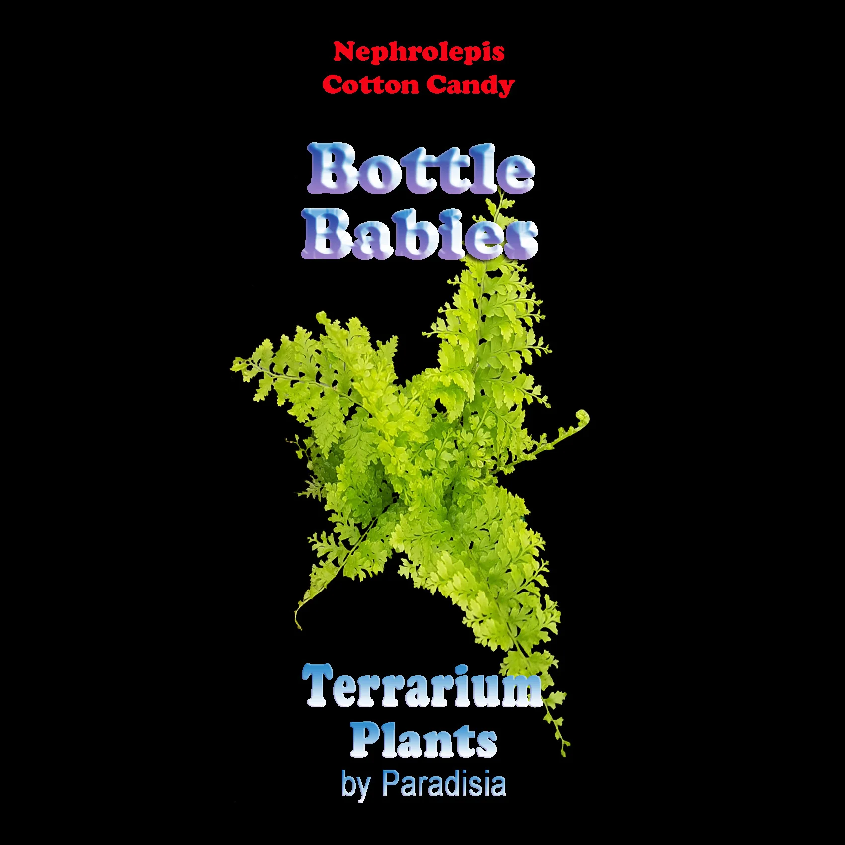 Nephrolepis exaltata 'Cotton Candy Fern' - Image 6