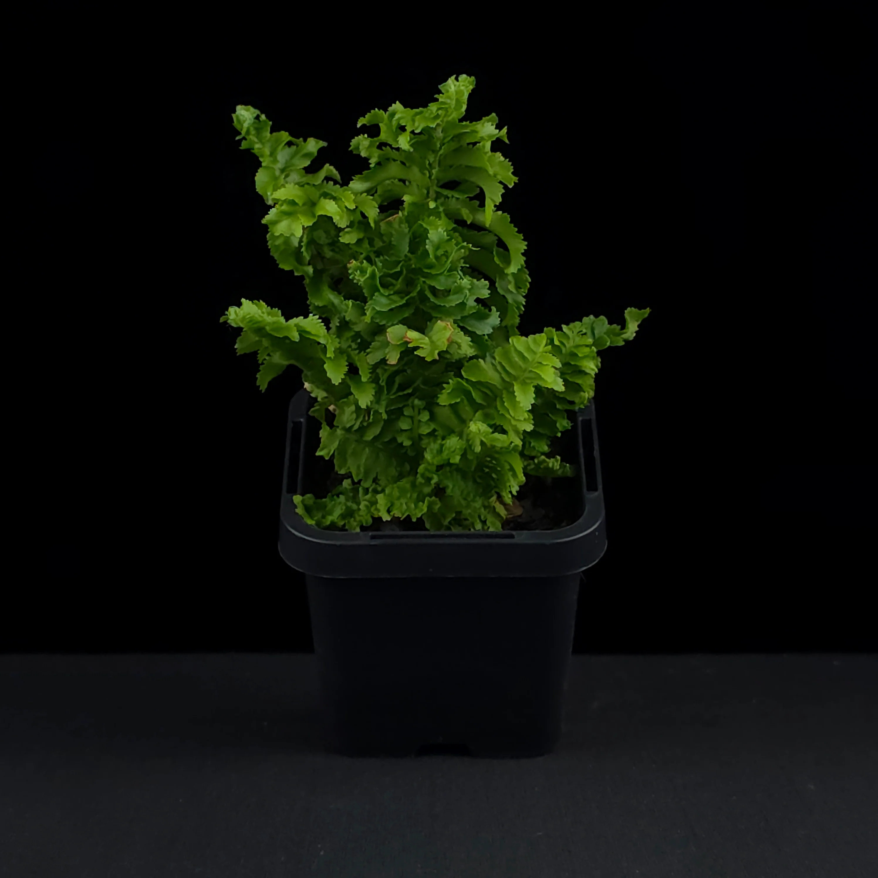 Nephrolepis exaltata 'Emina' - Boston Fern - Image 3