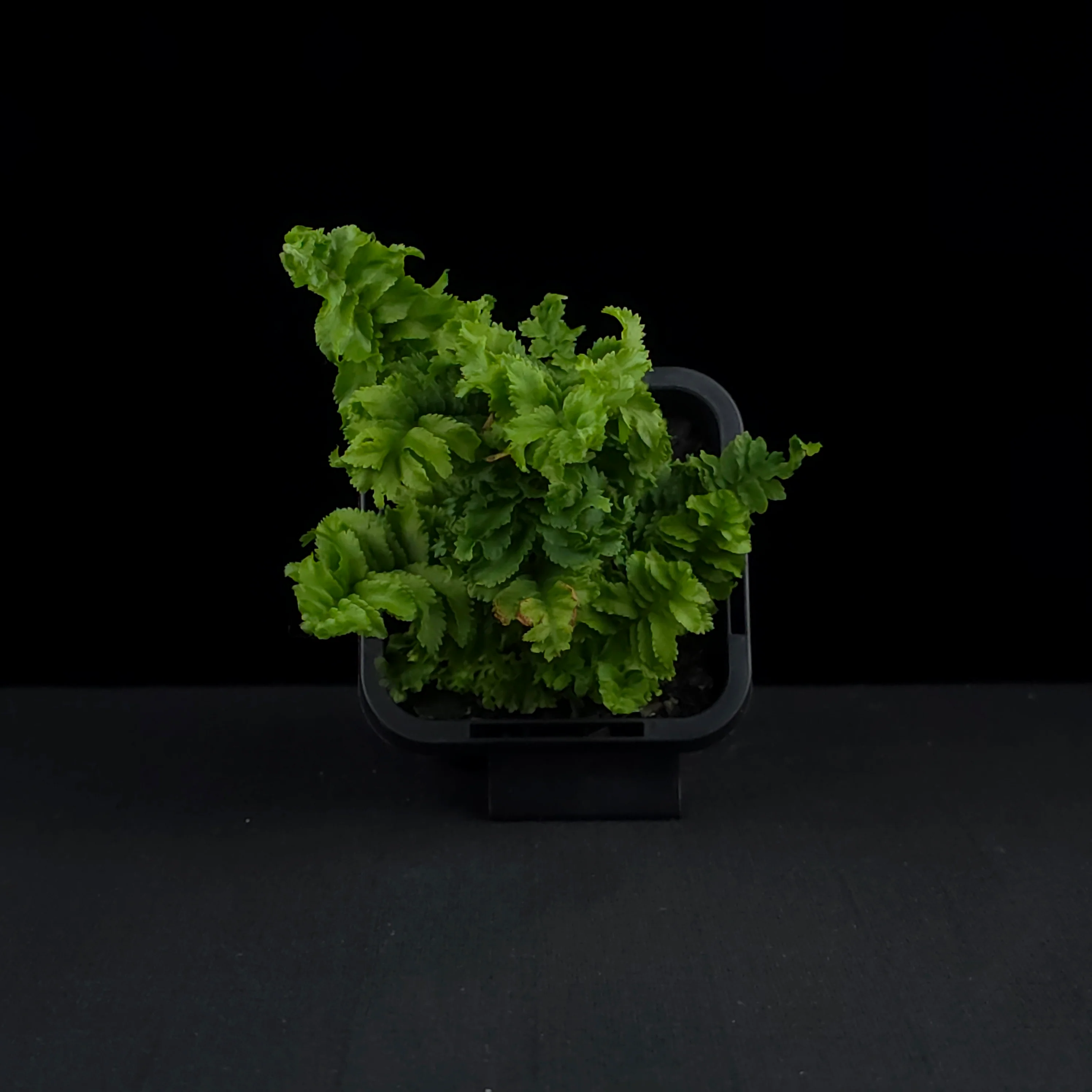 Nephrolepis exaltata 'Emina' - Boston Fern - Image 4