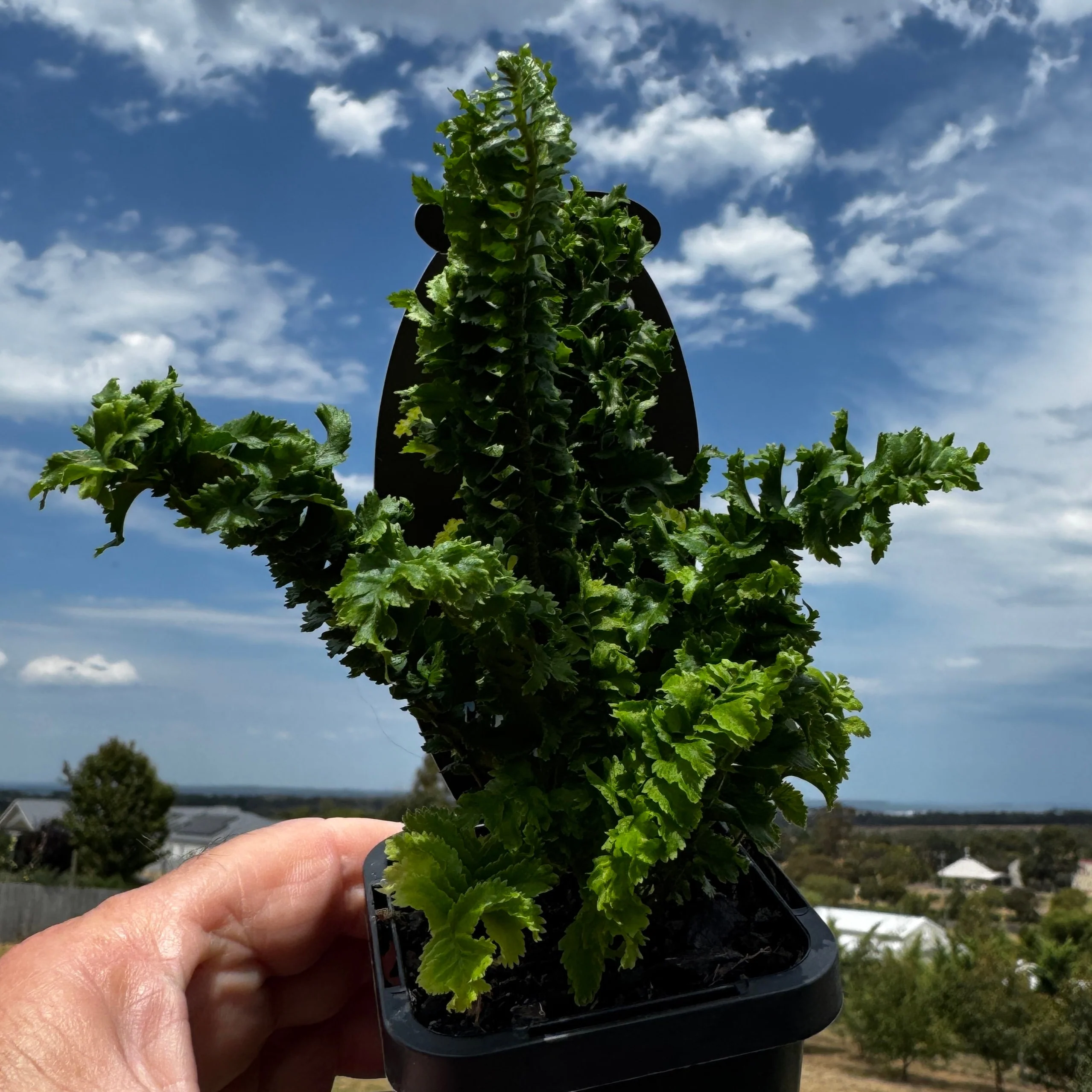 Nephrolepis exaltata 'Emina' - Boston Fern - Image 5