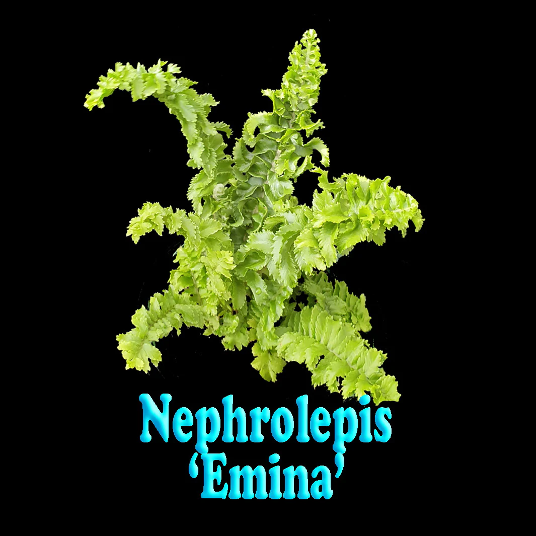 Nephrolepis exaltata 'Emina' - Boston Fern - Image 6