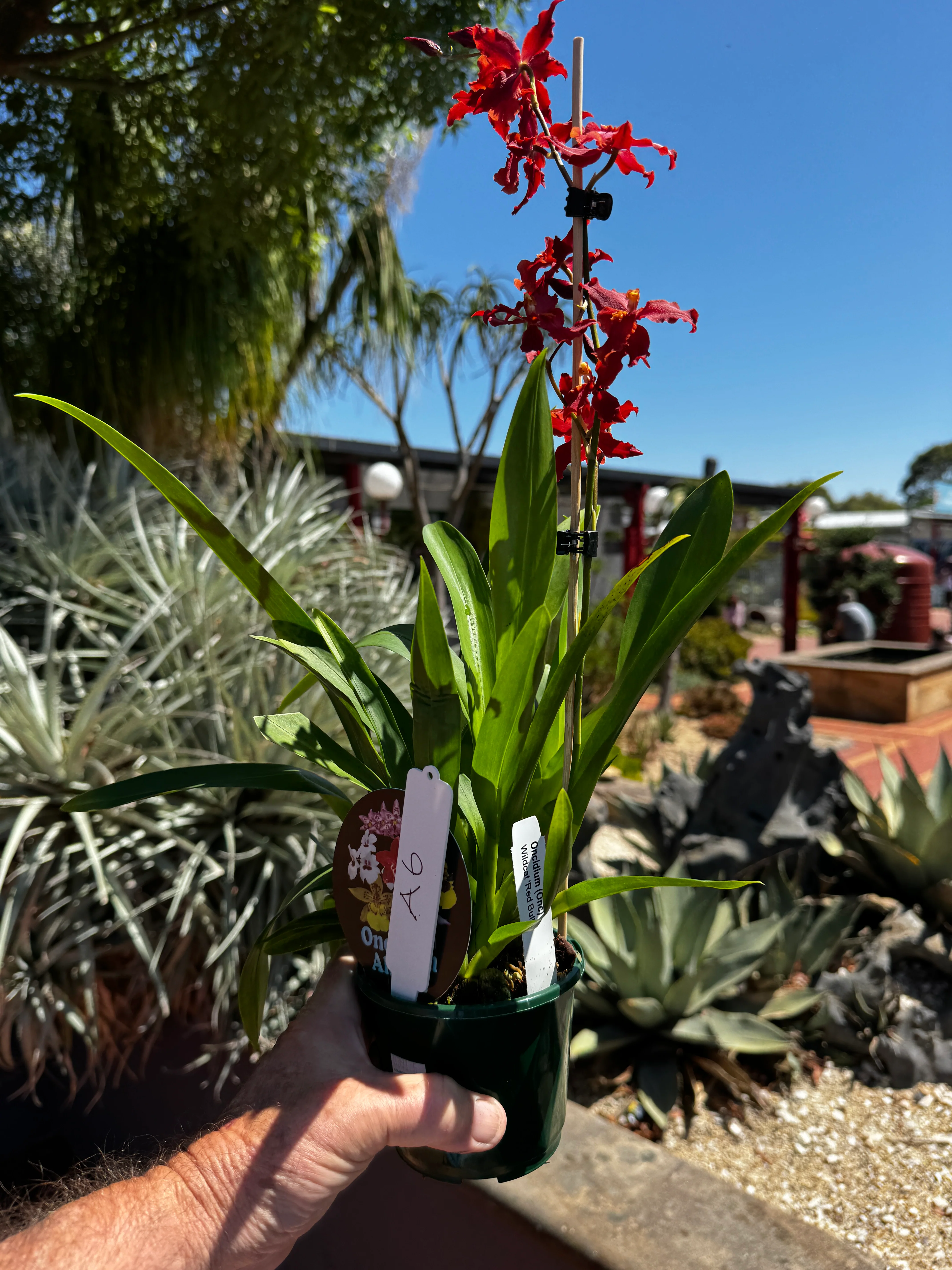 Odontocidium Massai Red Star - Image 2