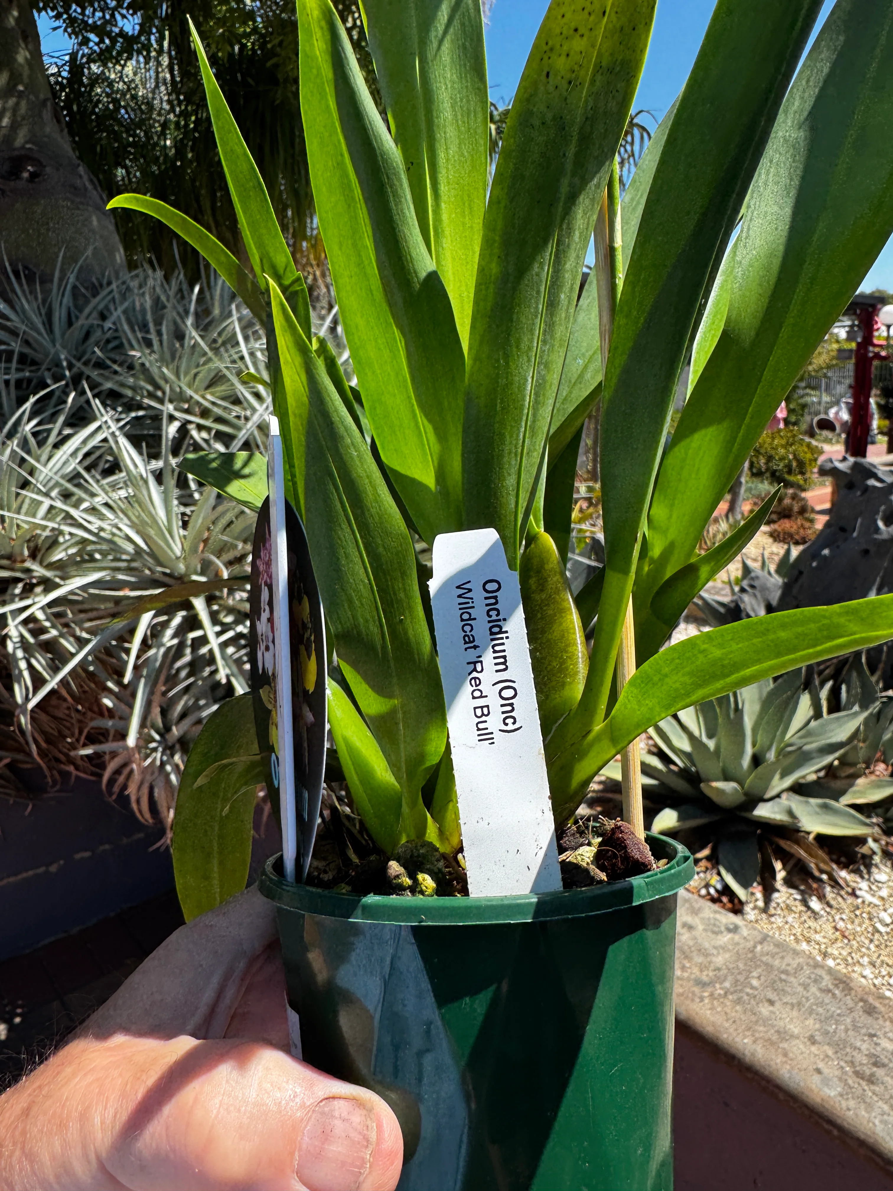 Odontocidium Massai Red Star - Image 3