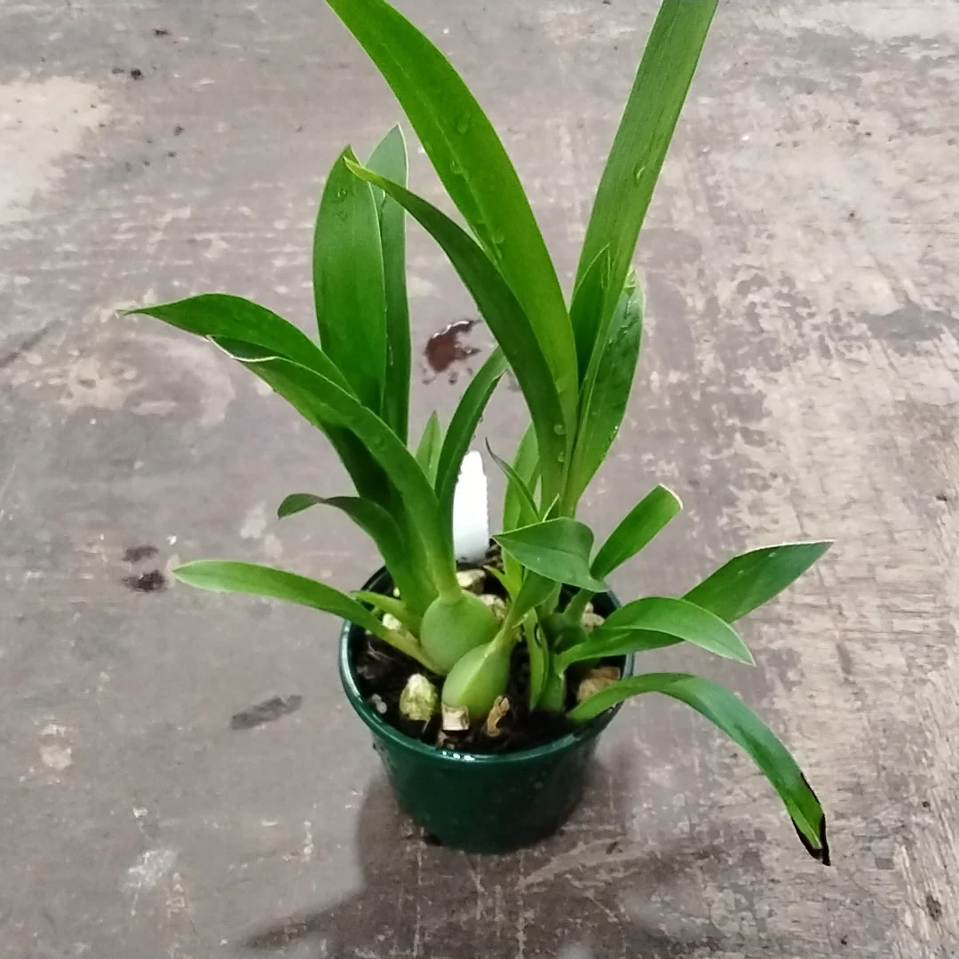Odontocidium Massai Red Star - Image 4