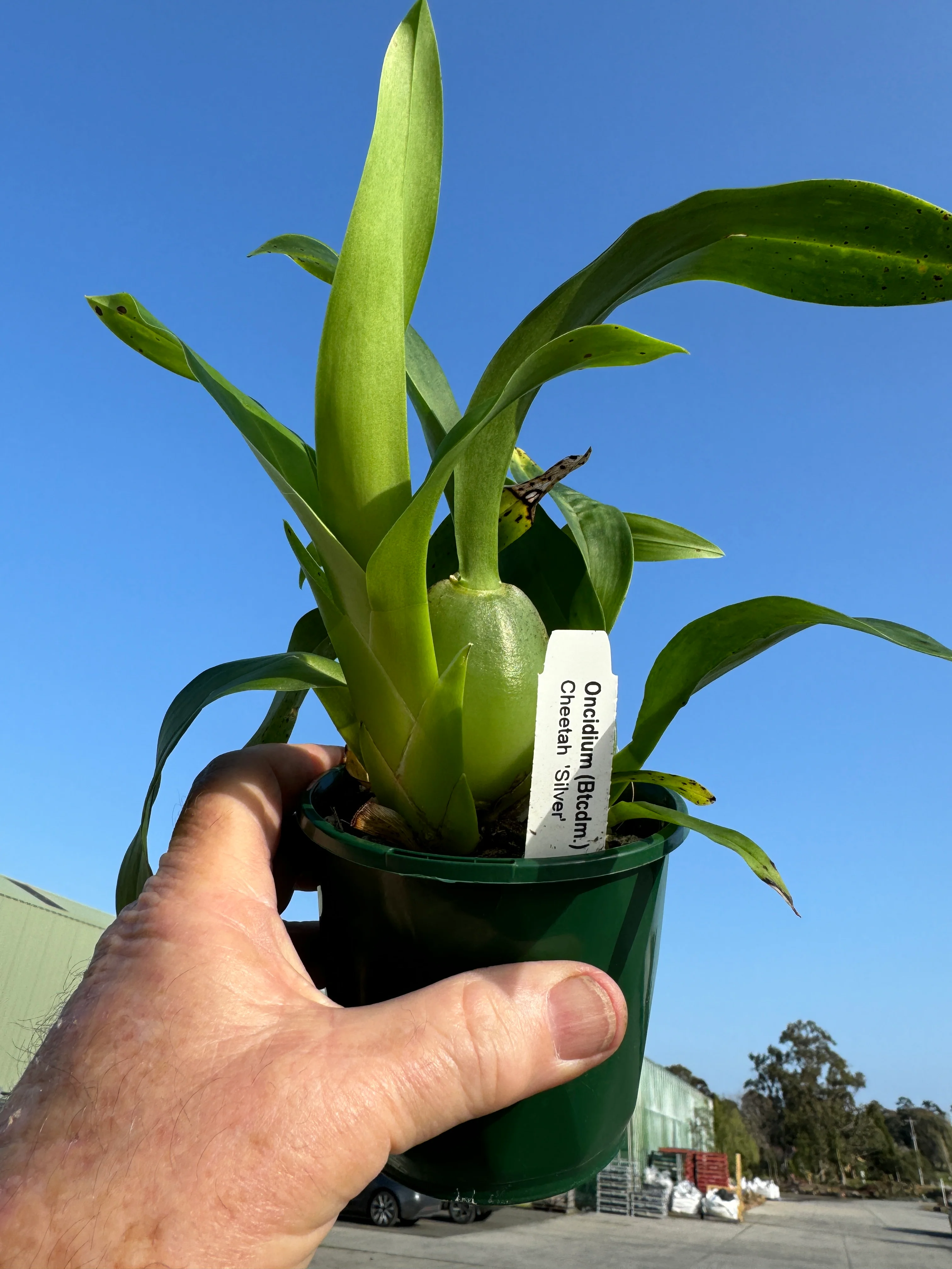 Oncidium Colmanara Cheeta 'Silver' - Image 2