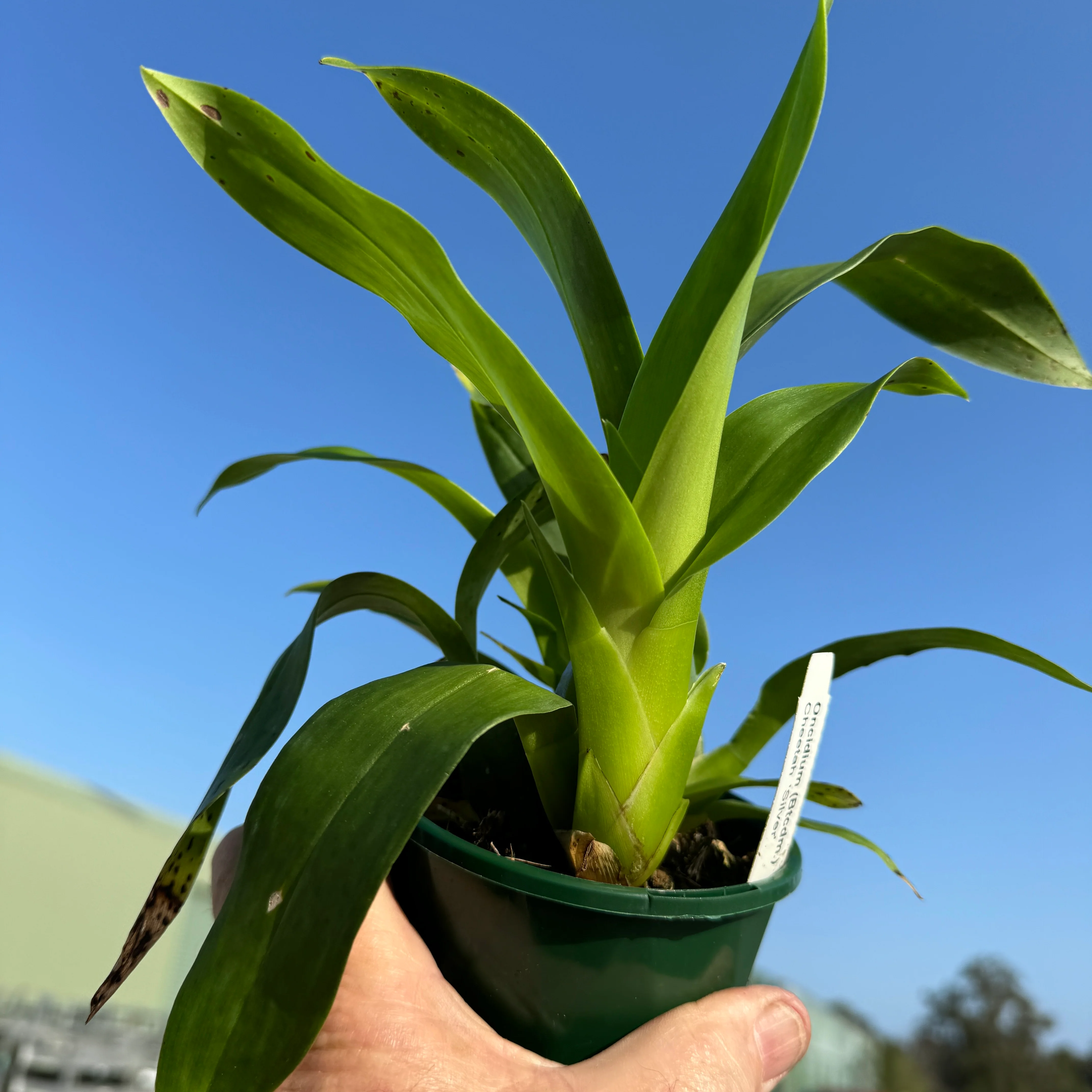 Oncidium Colmanara Cheeta 'Silver' - Image 4