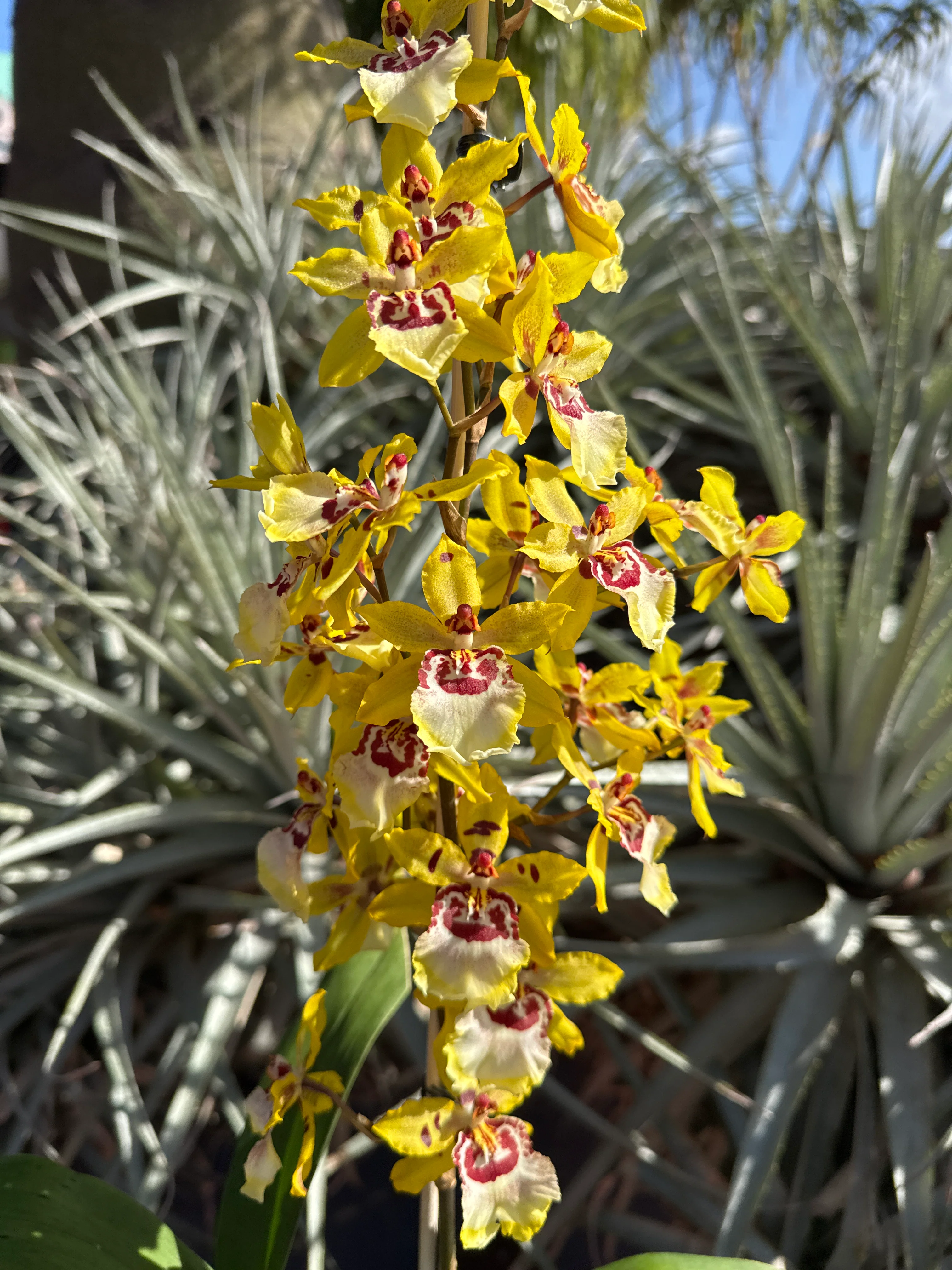 Oncidium Colmanara Cheeta 'Silver' - Image 6