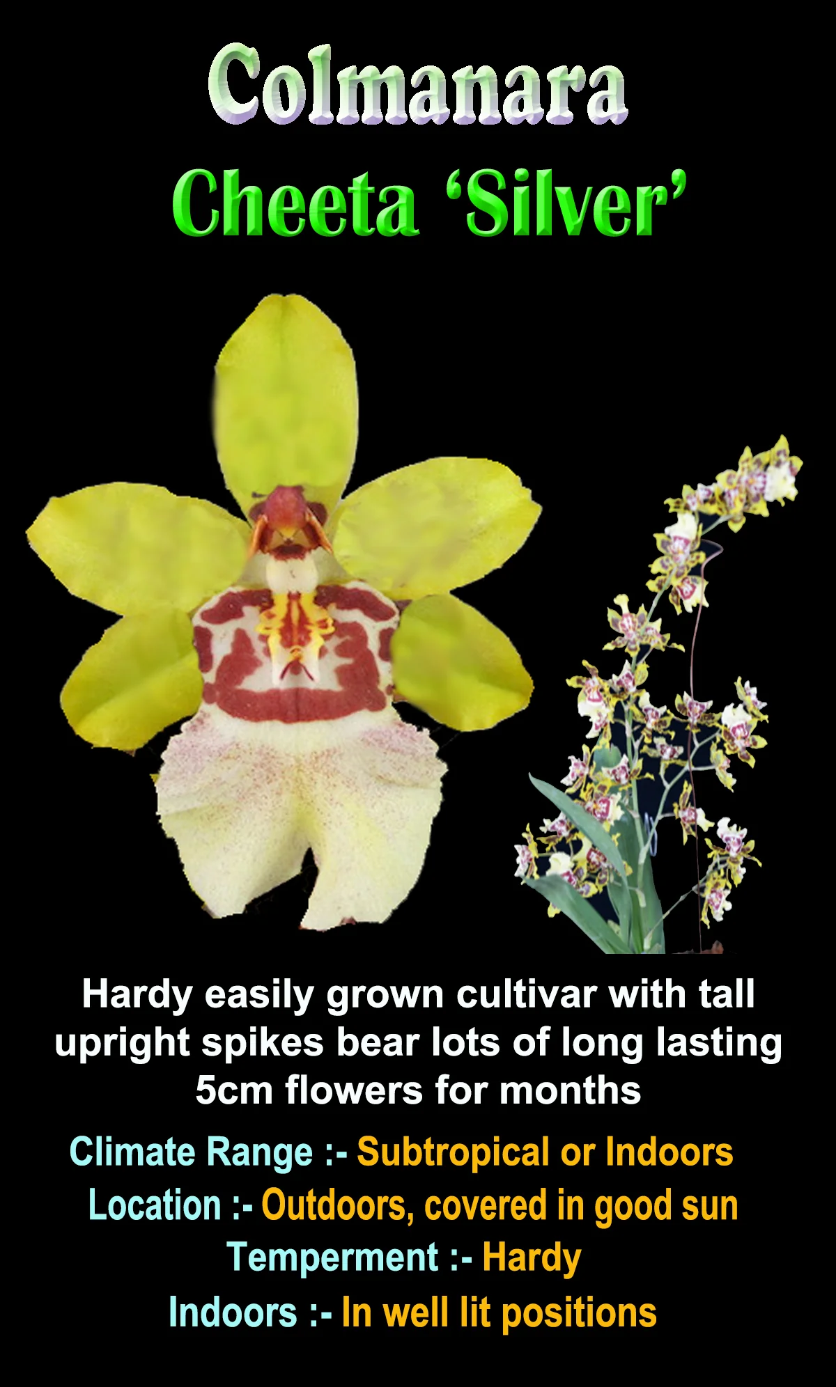 Oncidium Colmanara Cheeta 'Silver' - Image 7
