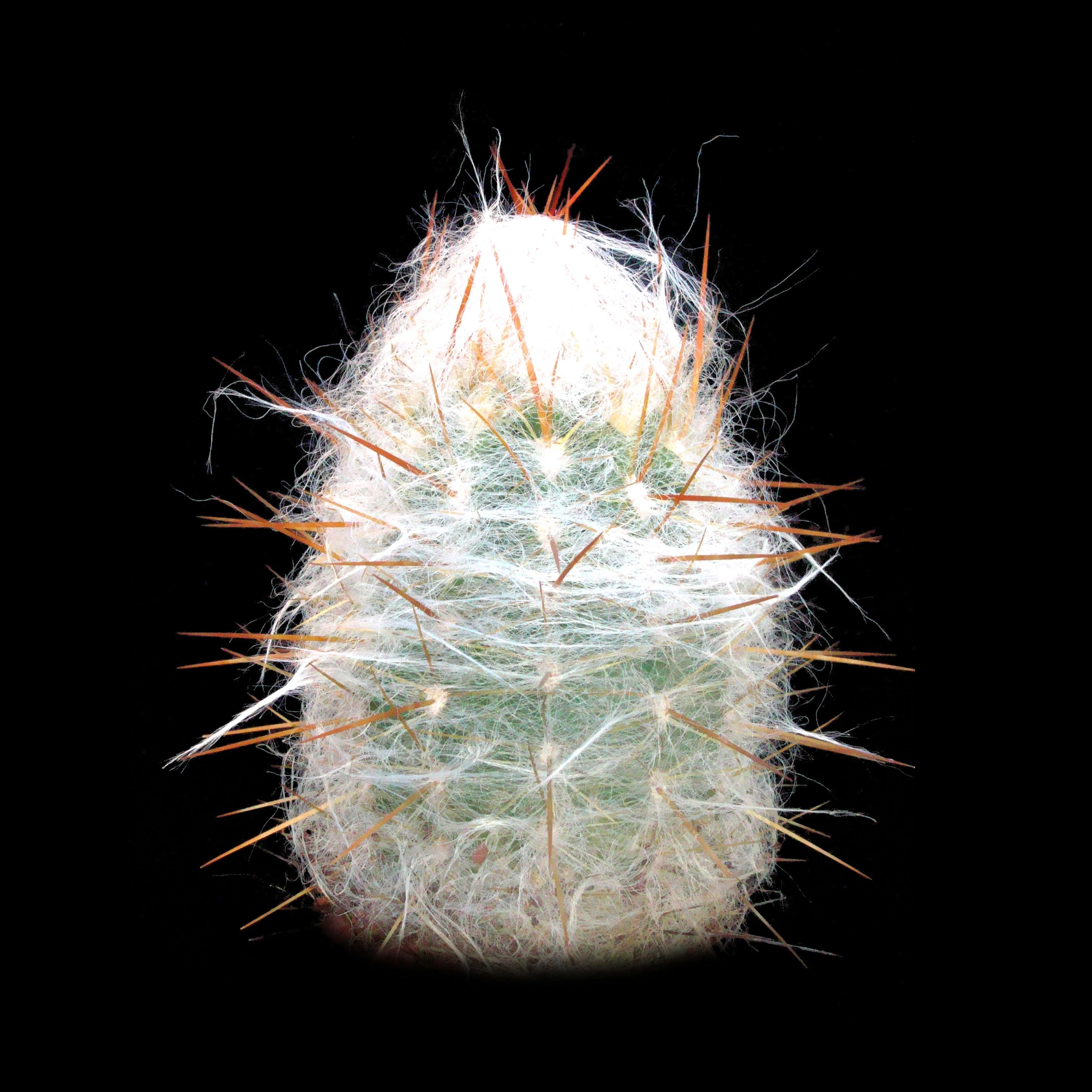 Oreocereus trollii – Old Man of the Andes