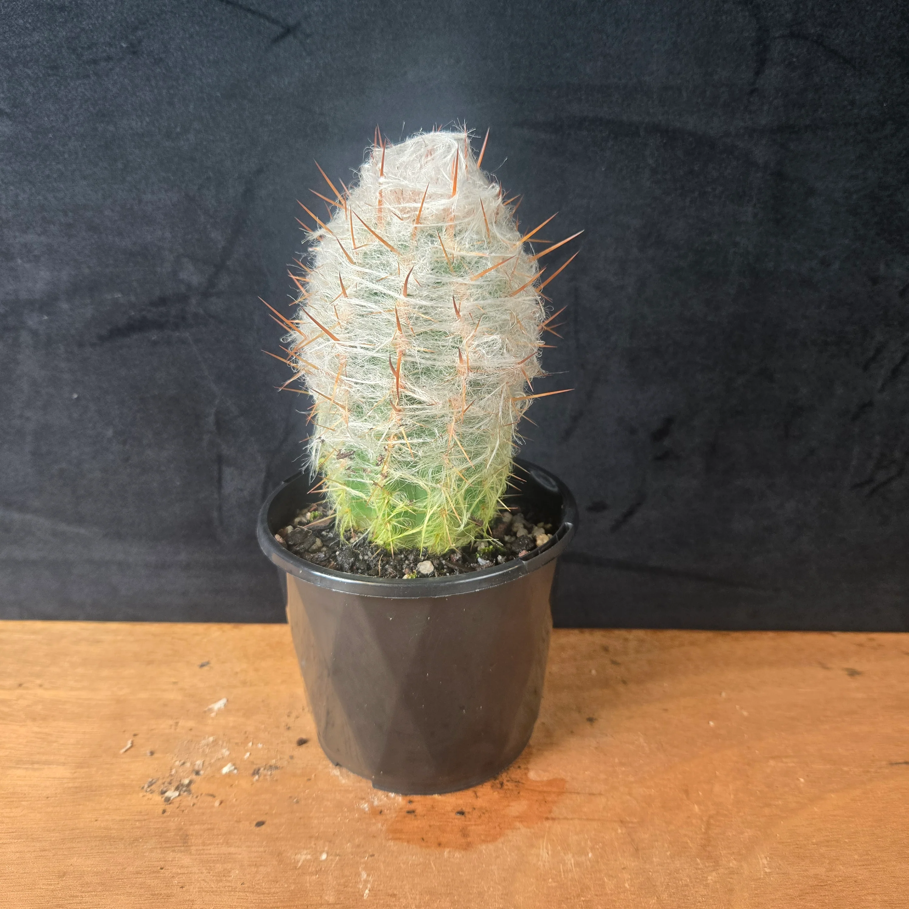 Oreocereus trollii – Old Man of the Andes - Image 4
