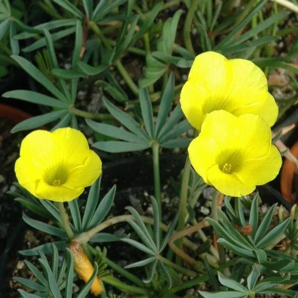 Oxalis flava - Image 2