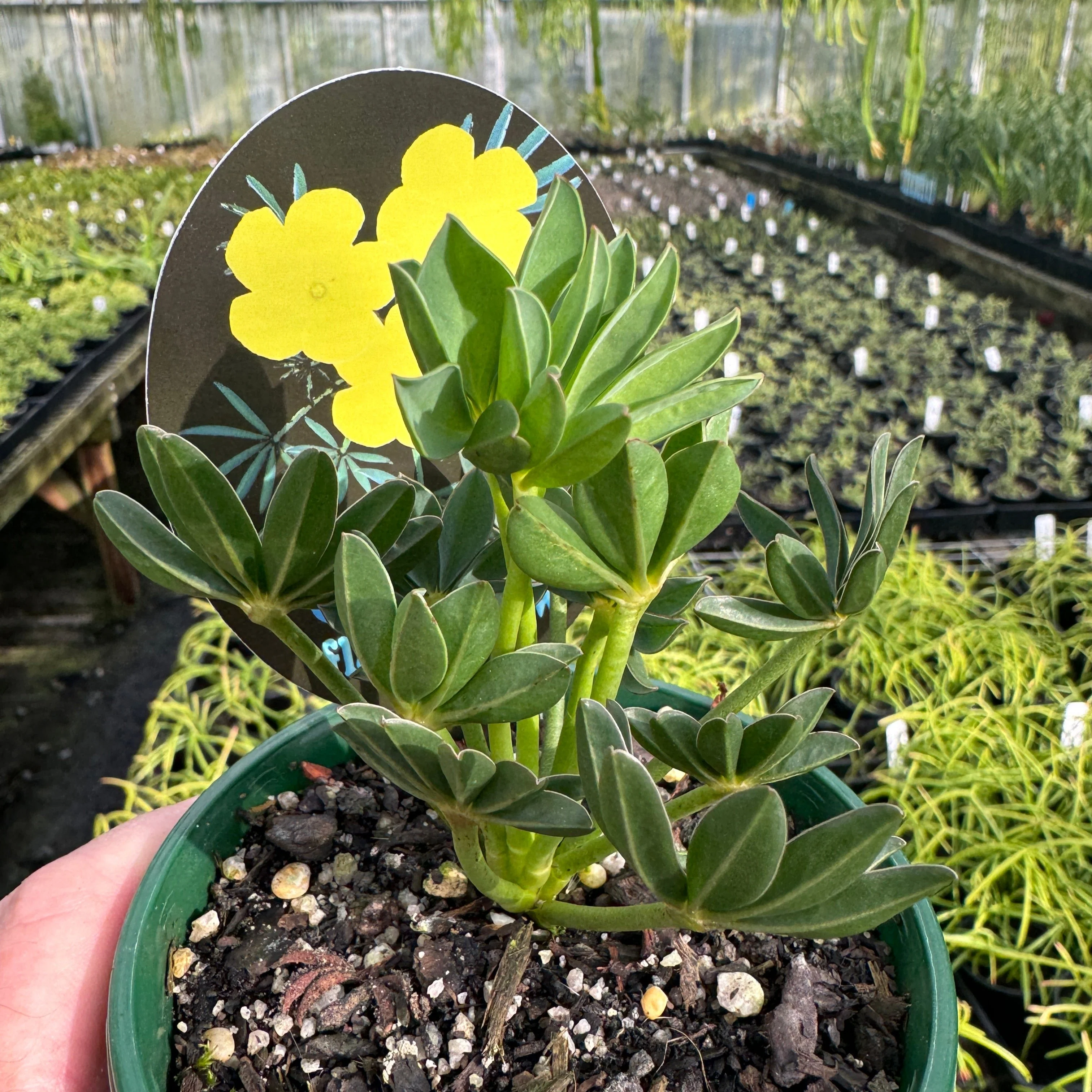Oxalis flava - Image 3