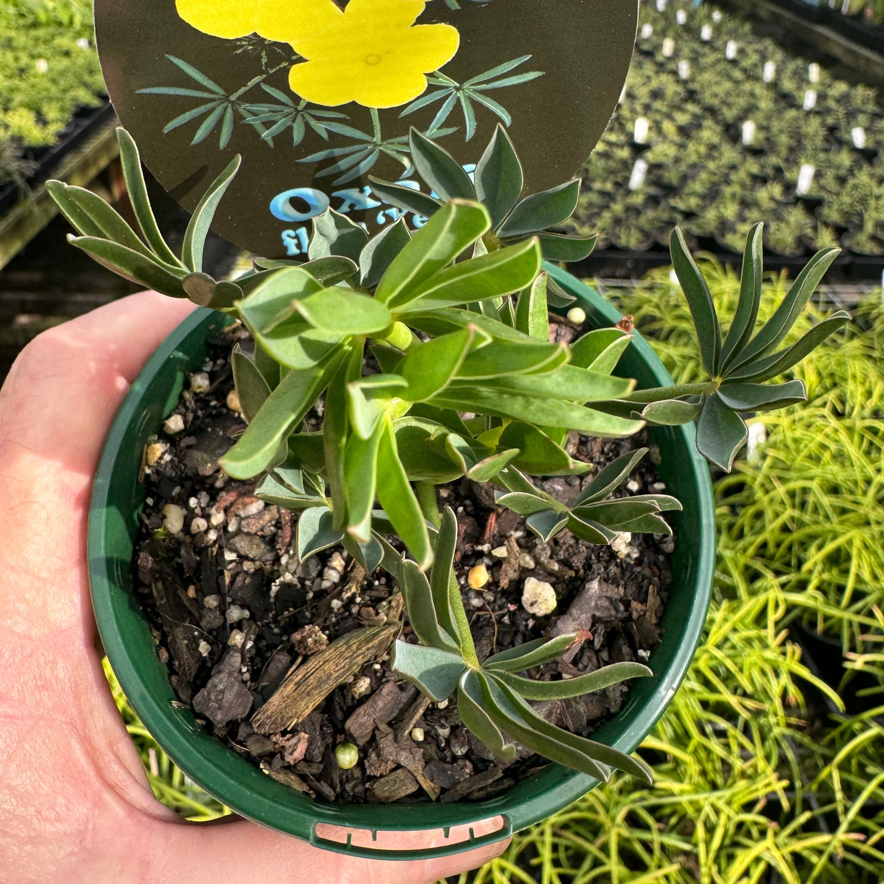Oxalis flava - Image 4