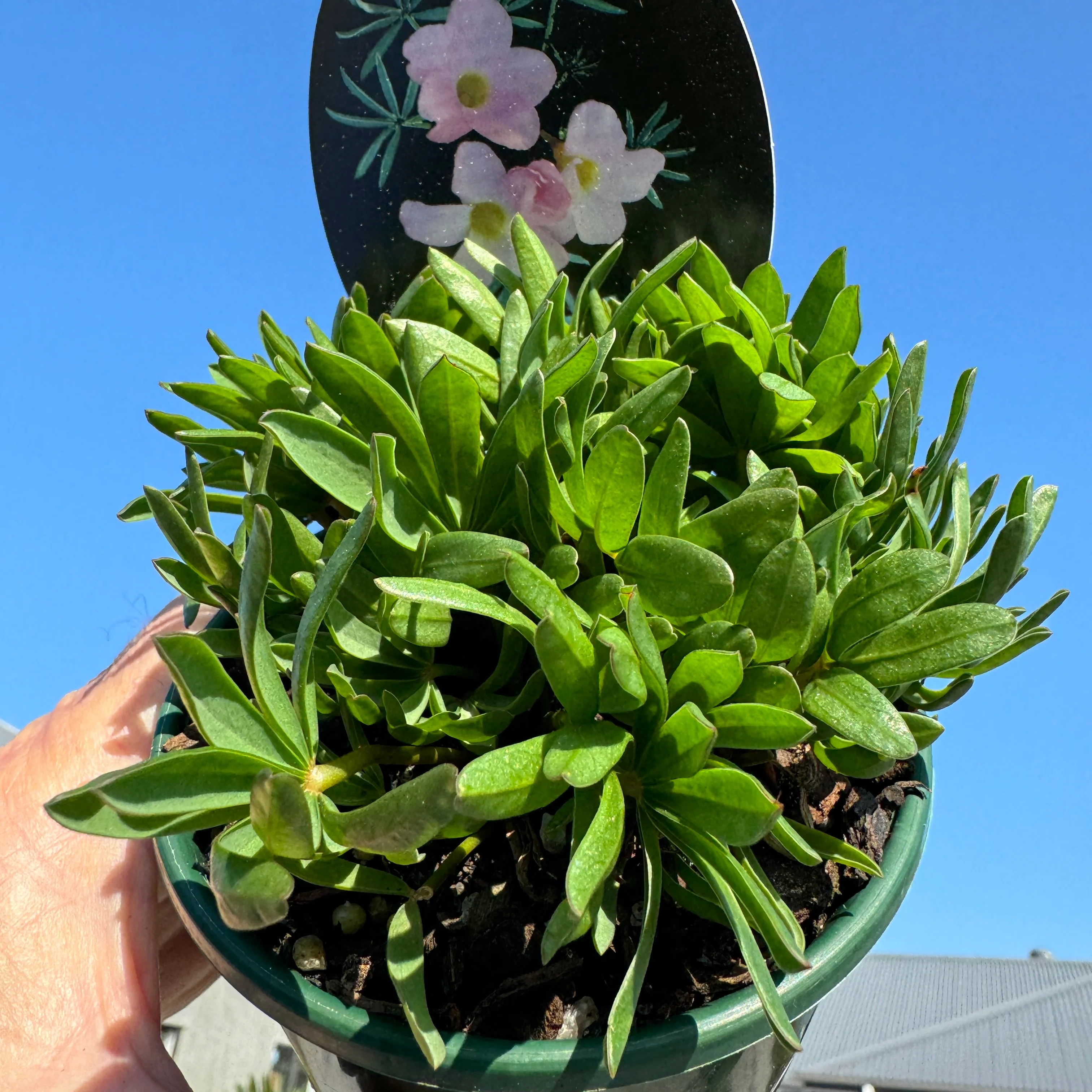 Oxalis flava 'Pink Form' - Image 3