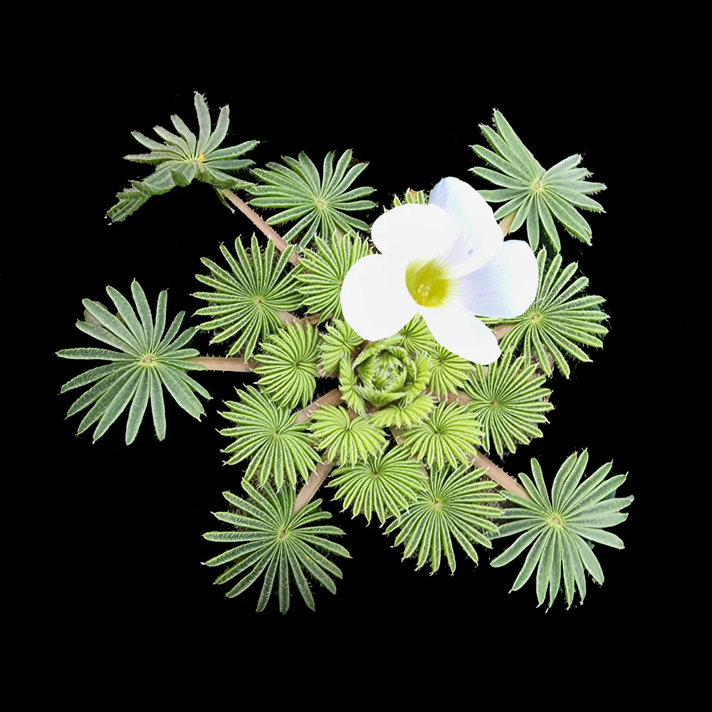 Oxalis palmifrons