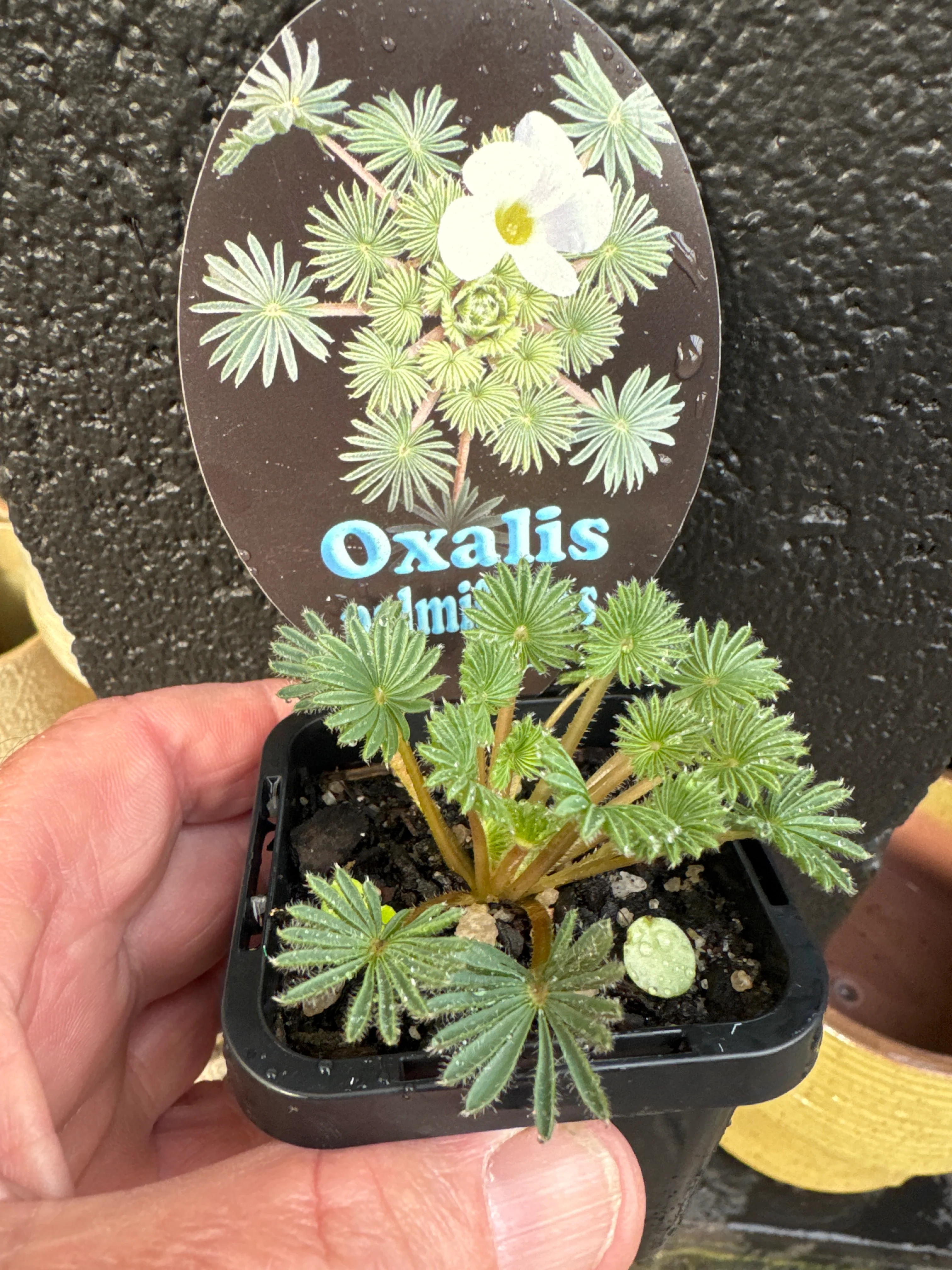Oxalis palmifrons - Image 3