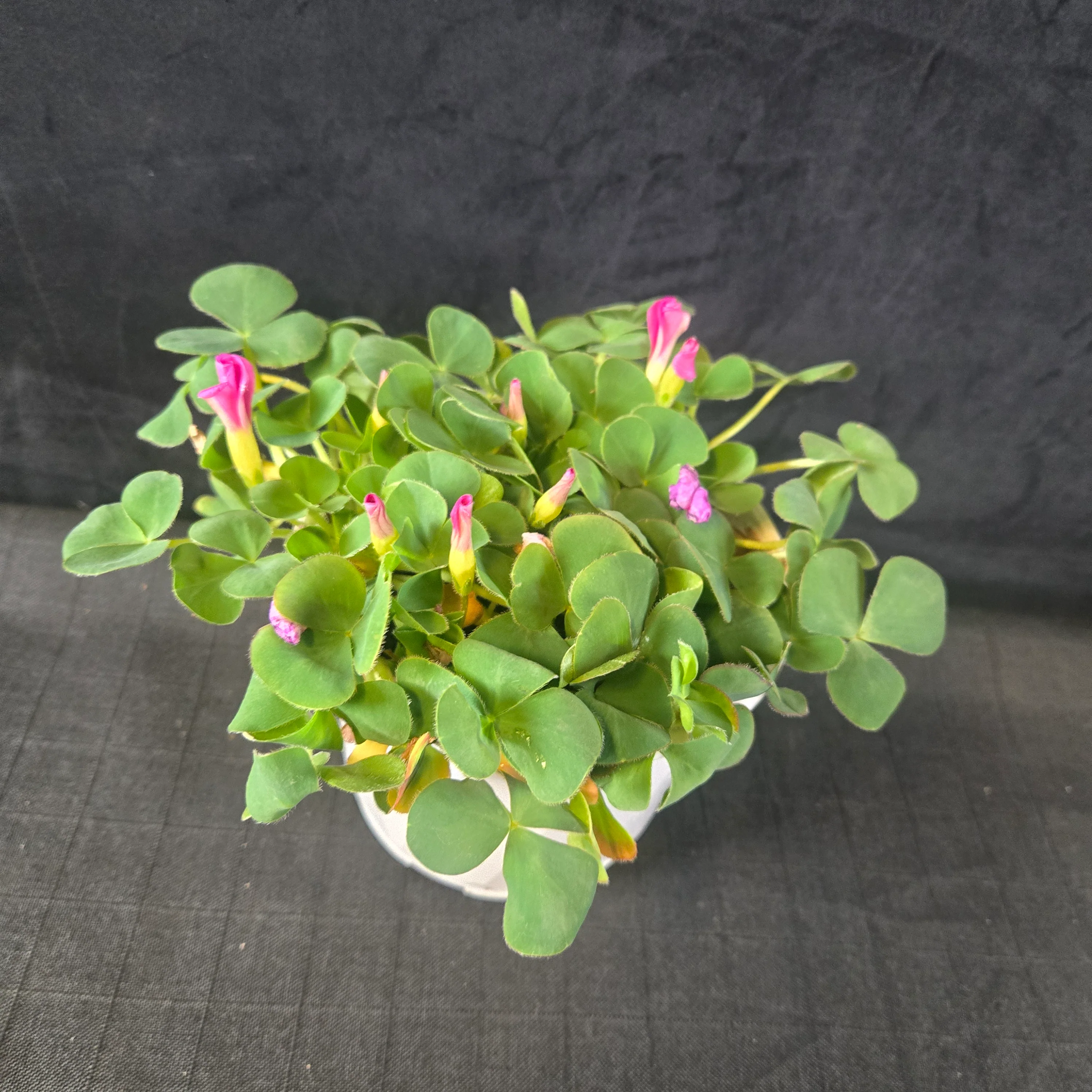 Oxalis purpurea Green - Image 2