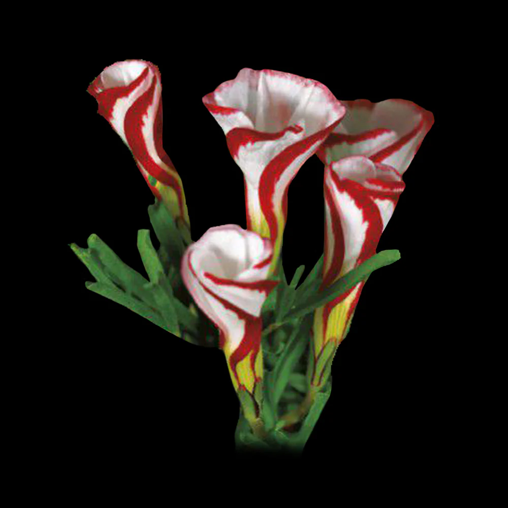 Oxalis versicolour 'Barbers Pole Oxalis' (WA Prohibited)