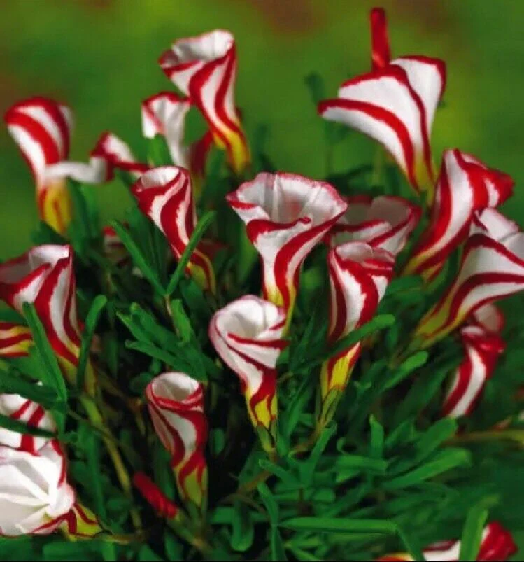 Oxalis versicolour 'Barbers Pole Oxalis' (WA Prohibited) - Image 2