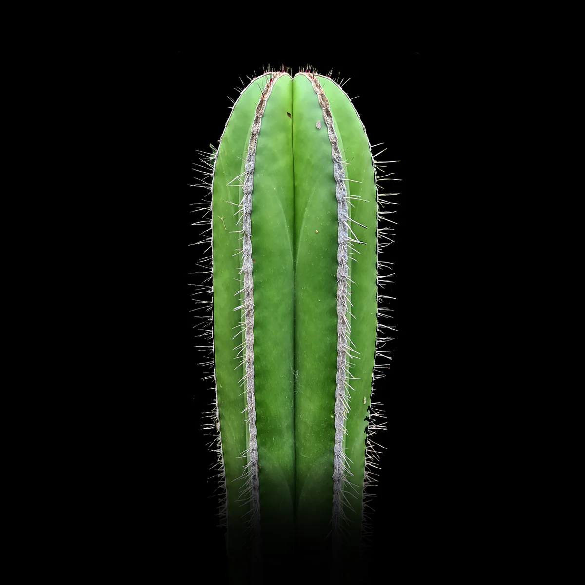 Pachycereus marginatus - Mexican Fencepost Cactus