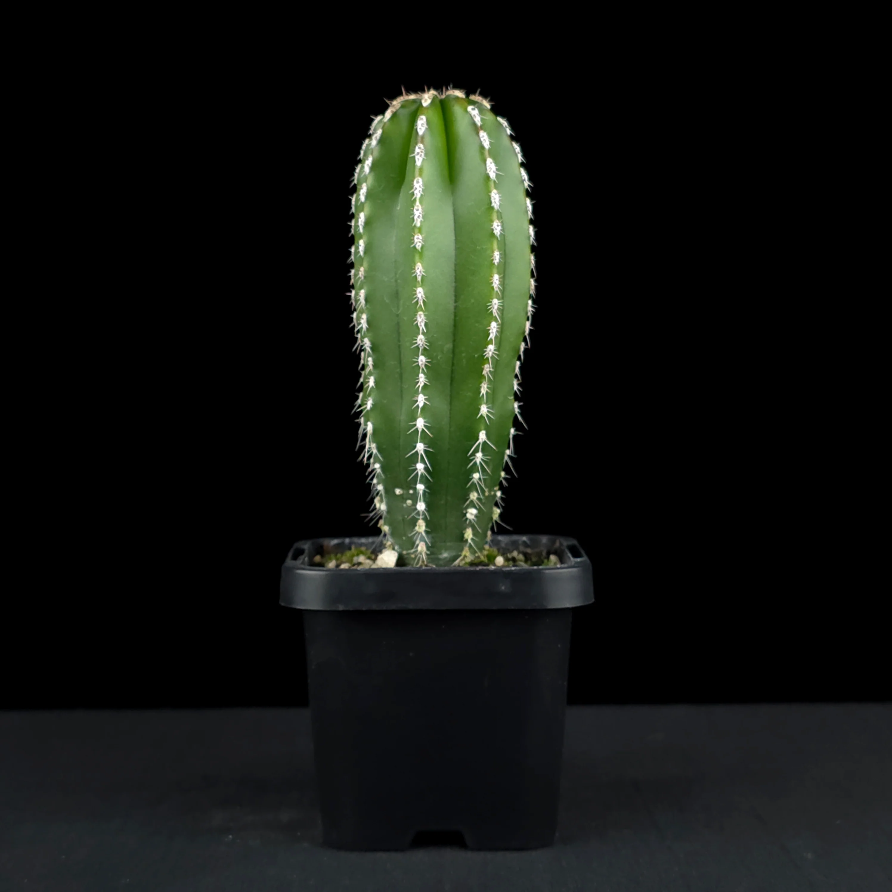 Pachycereus marginatus - Mexican Fencepost Cactus - Image 2