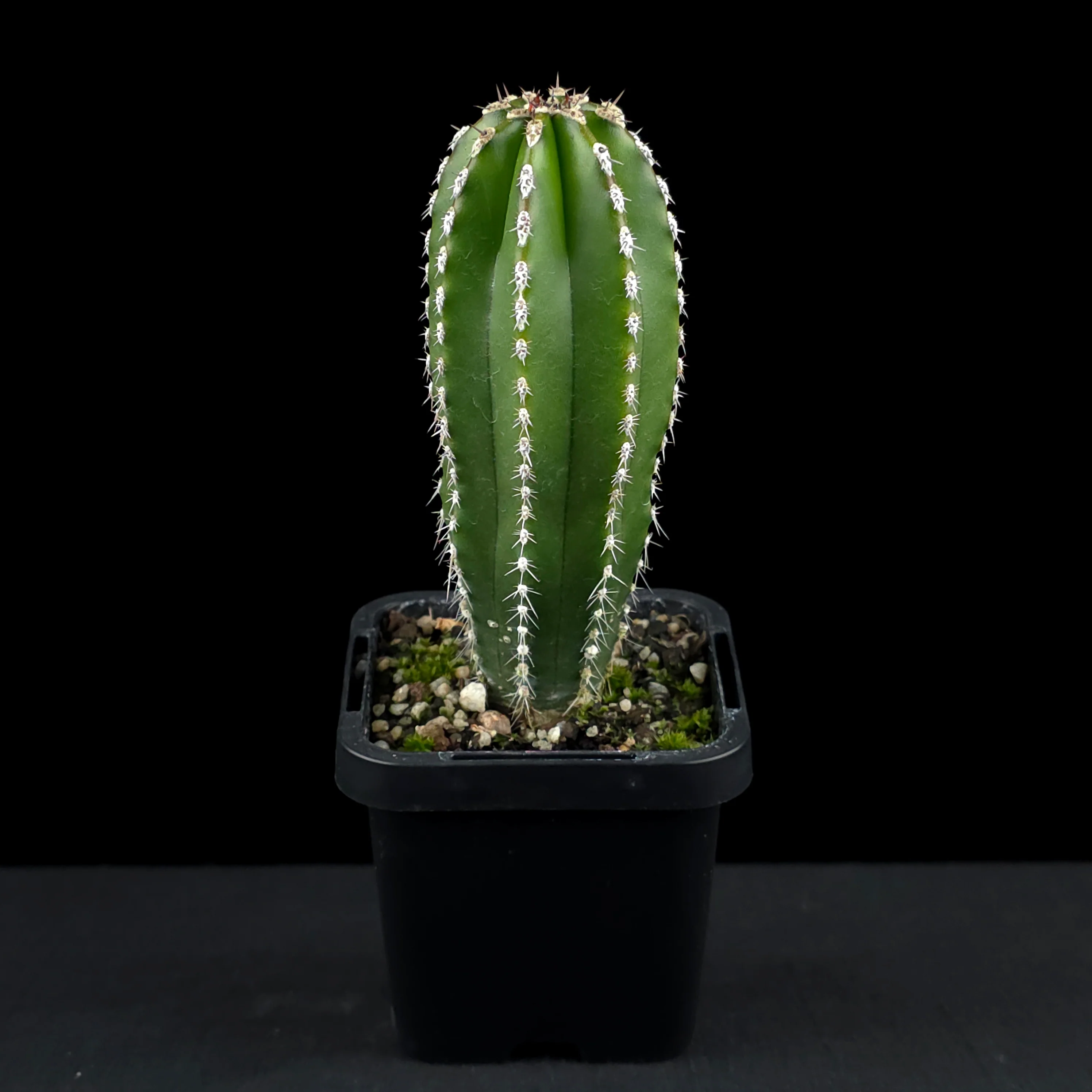 Pachycereus marginatus - Mexican Fencepost Cactus - Image 3