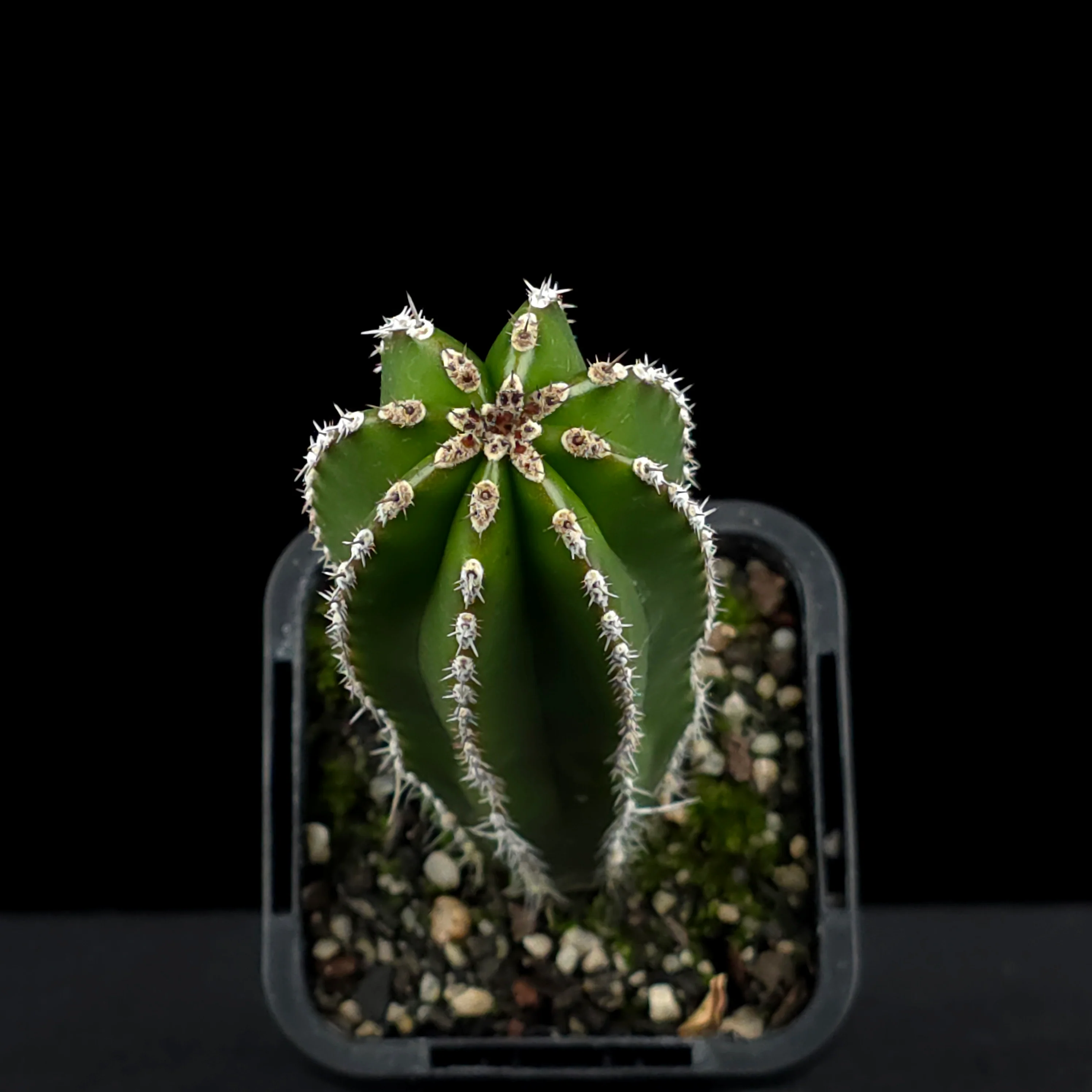 Pachycereus marginatus - Mexican Fencepost Cactus - Image 4