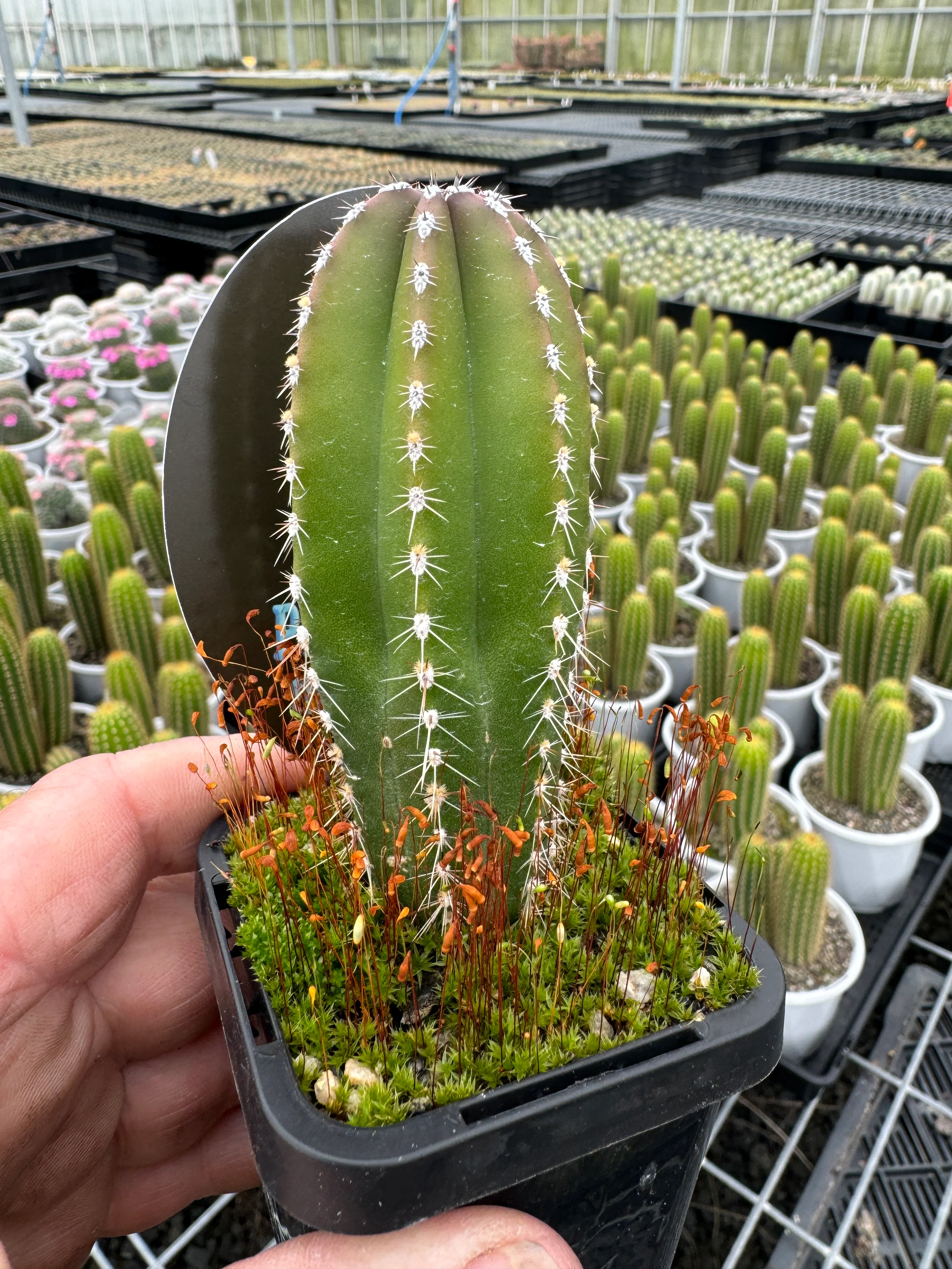 Pachycereus marginatus - Mexican Fencepost Cactus - Image 5
