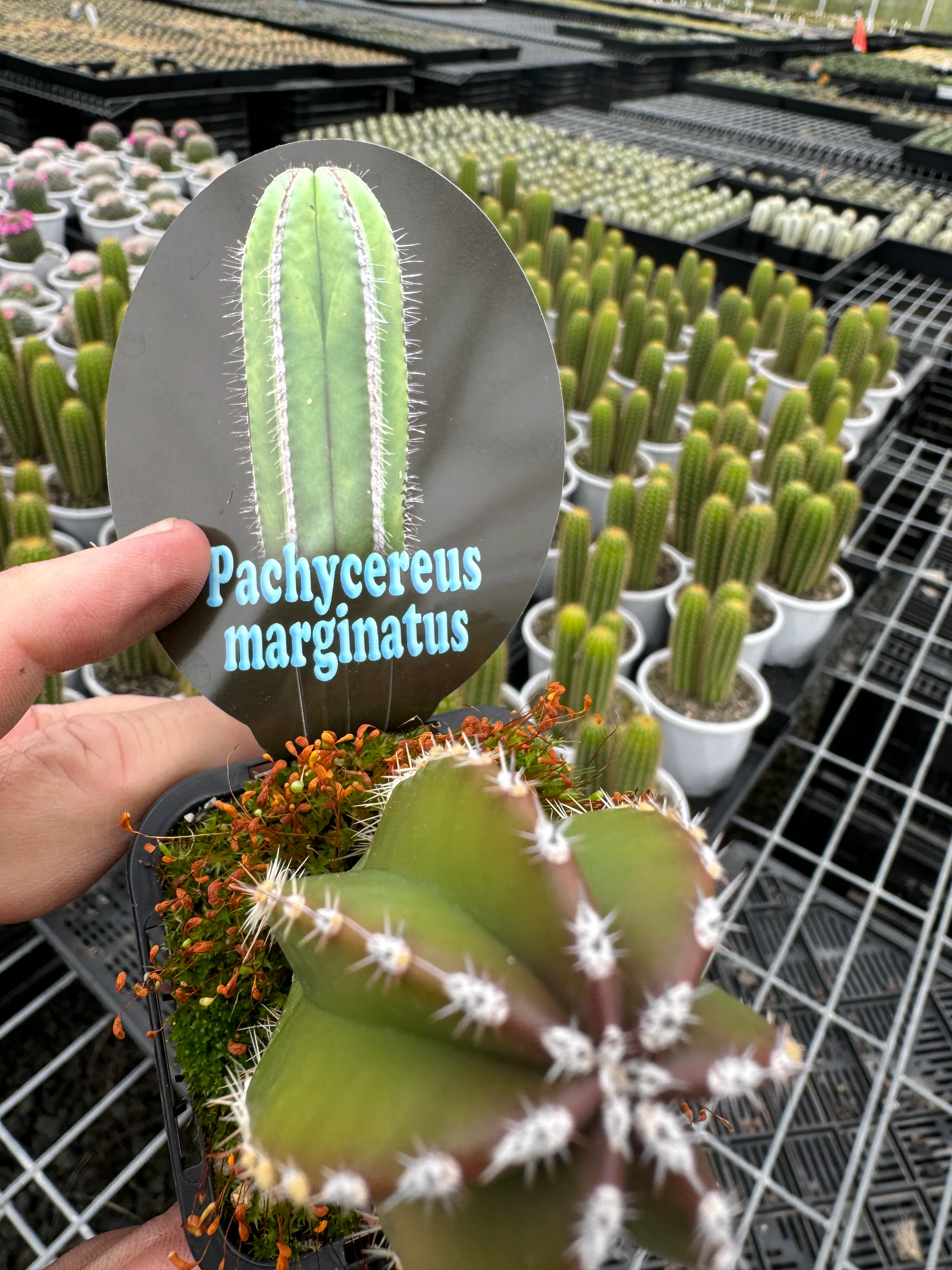 Pachycereus marginatus - Mexican Fencepost Cactus - Image 6