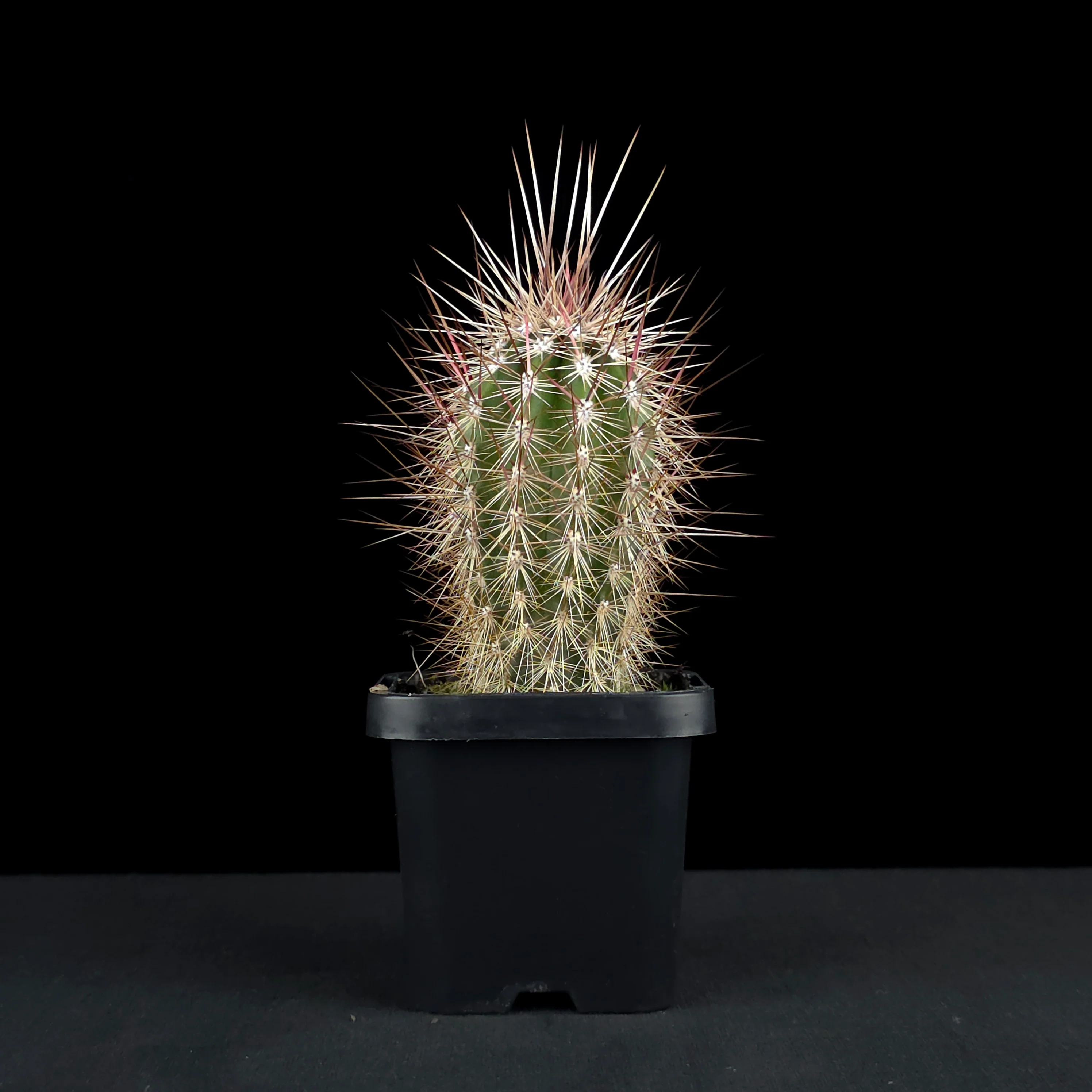 Pachycereus pringlei - The Mexican Giant Cardon - Image 2