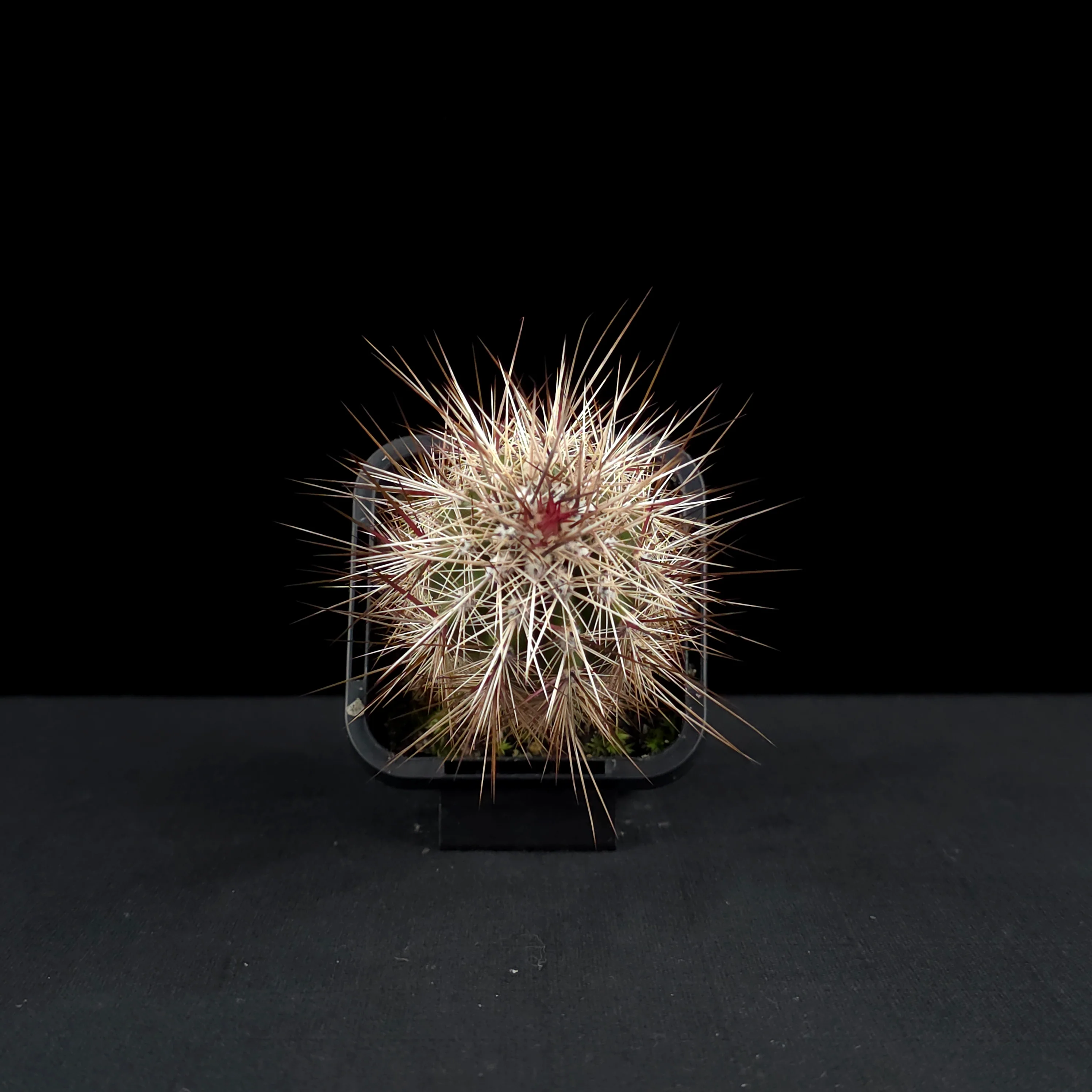 Pachycereus pringlei - The Mexican Giant Cardon - Image 3
