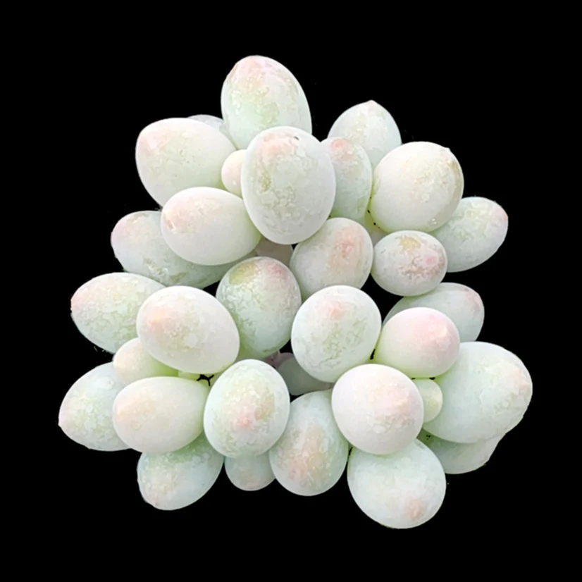 Pachyphytum 'Rice Balls'