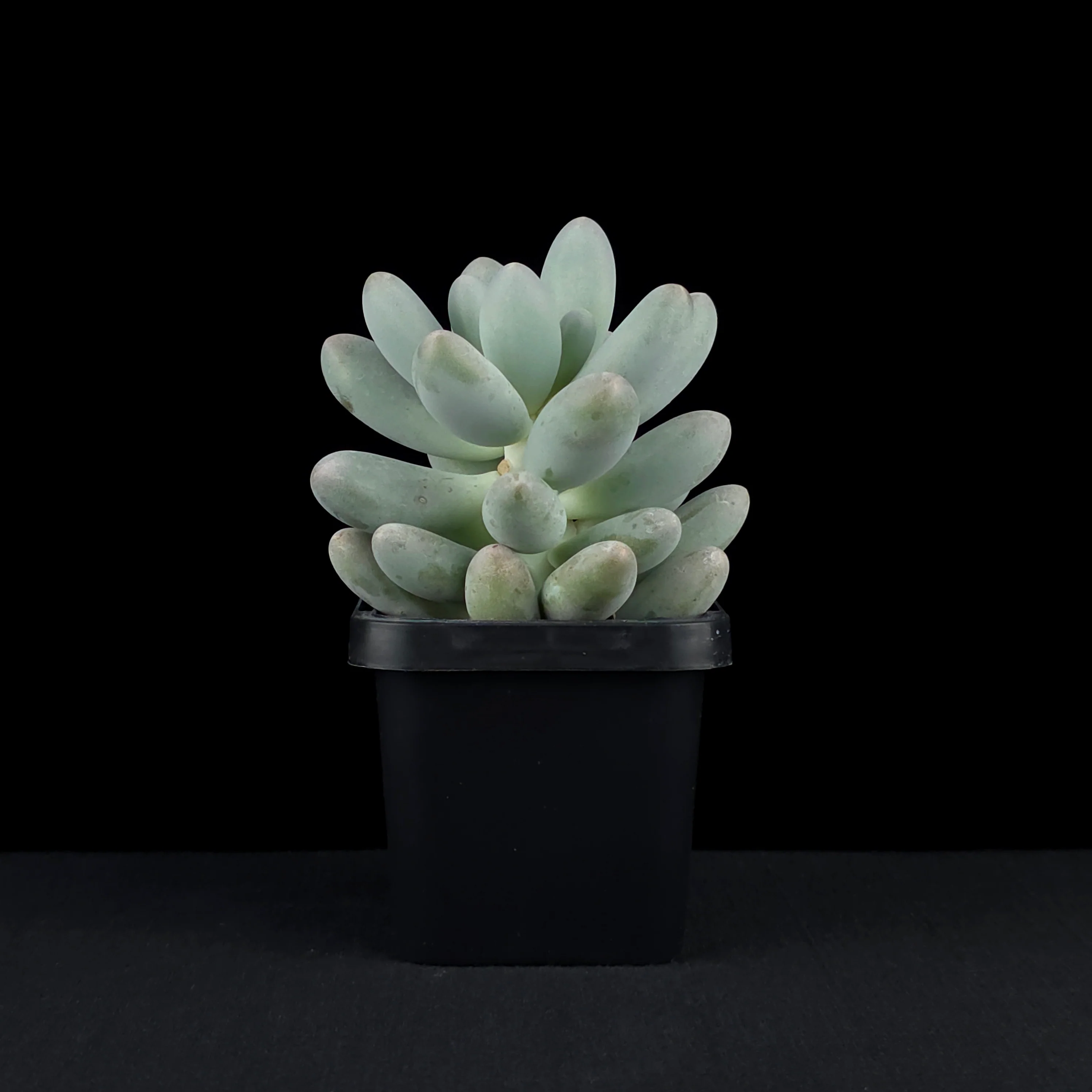 Pachyphytum 'Rice Balls' - Image 2