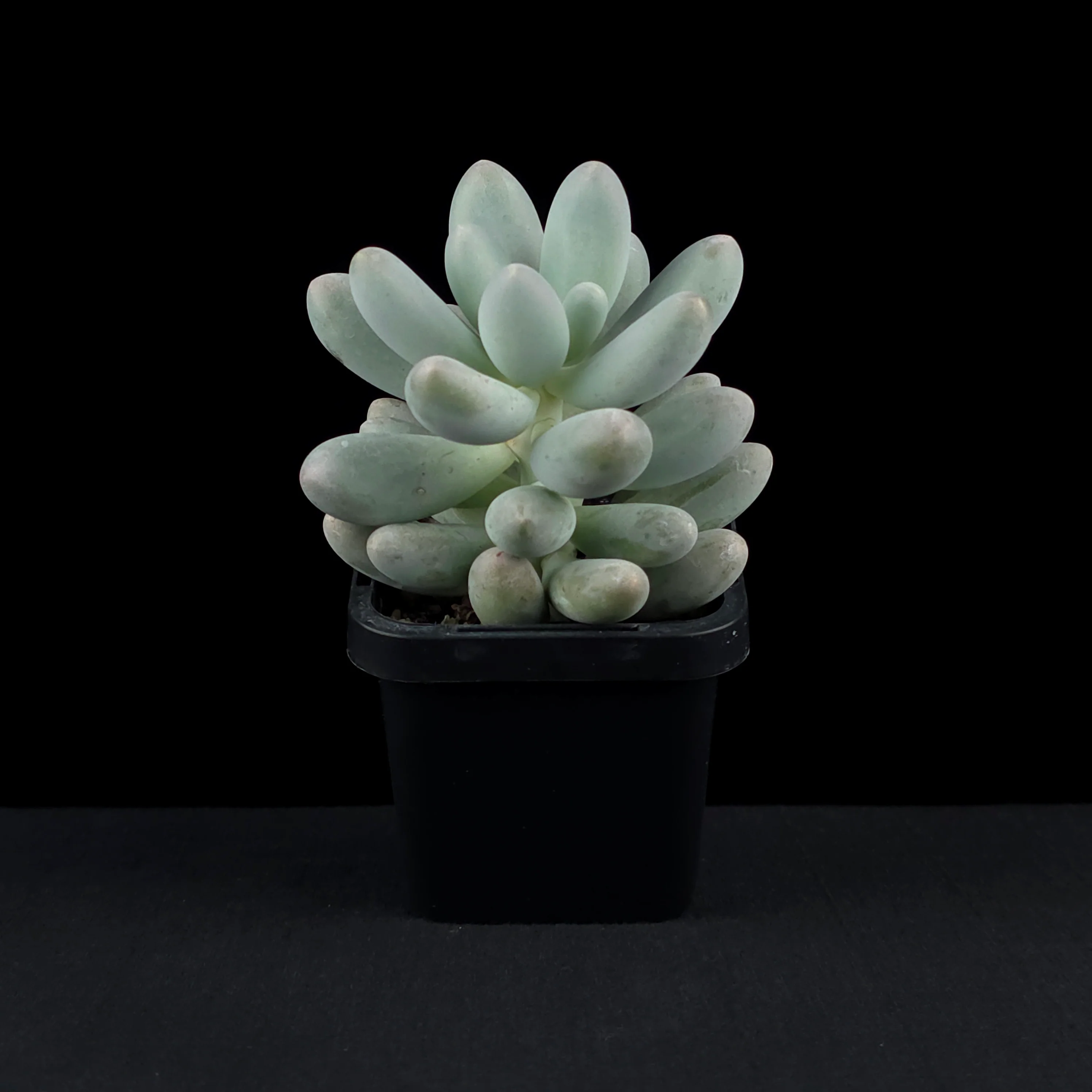 Pachyphytum 'Rice Balls' - Image 3