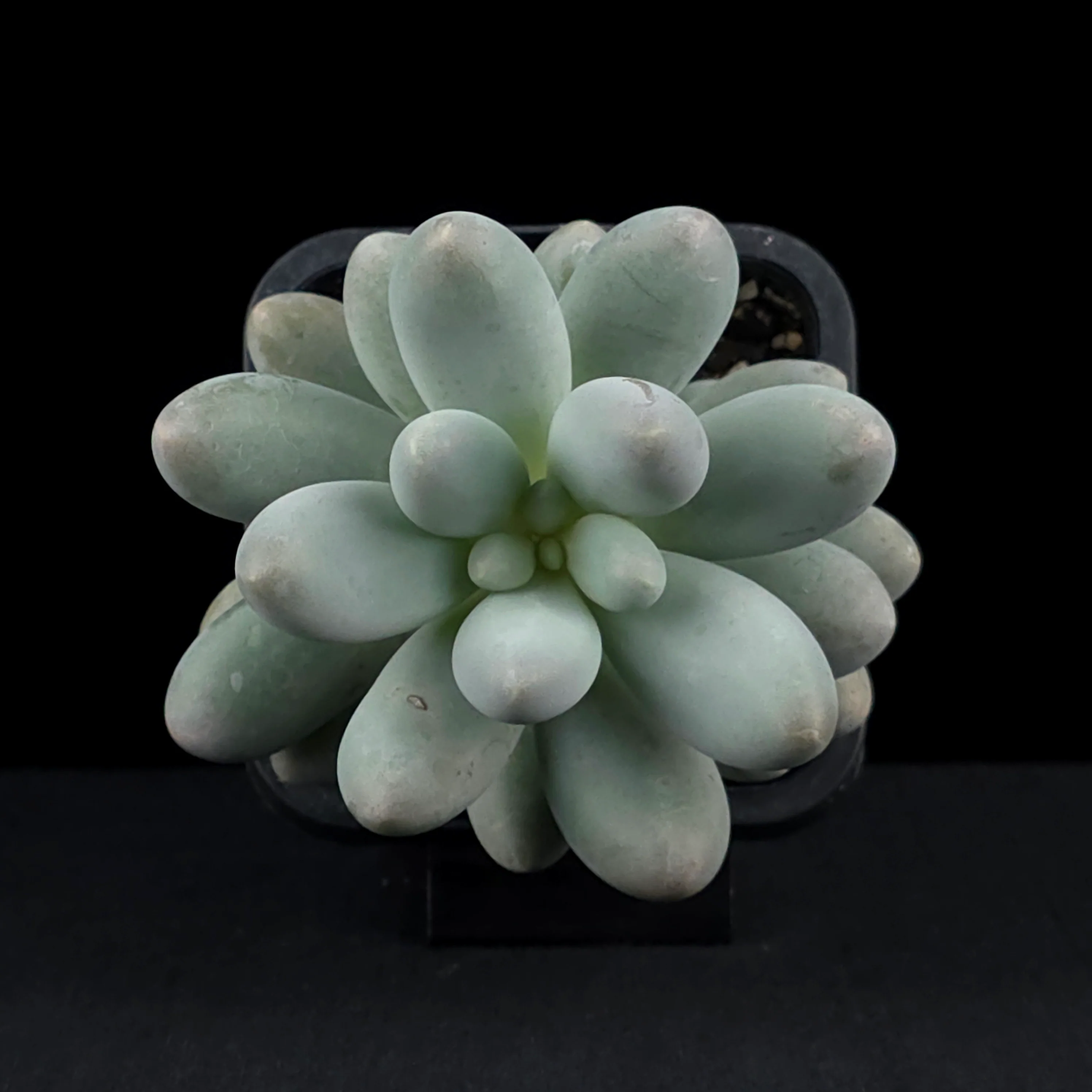 Pachyphytum 'Rice Balls' - Image 4