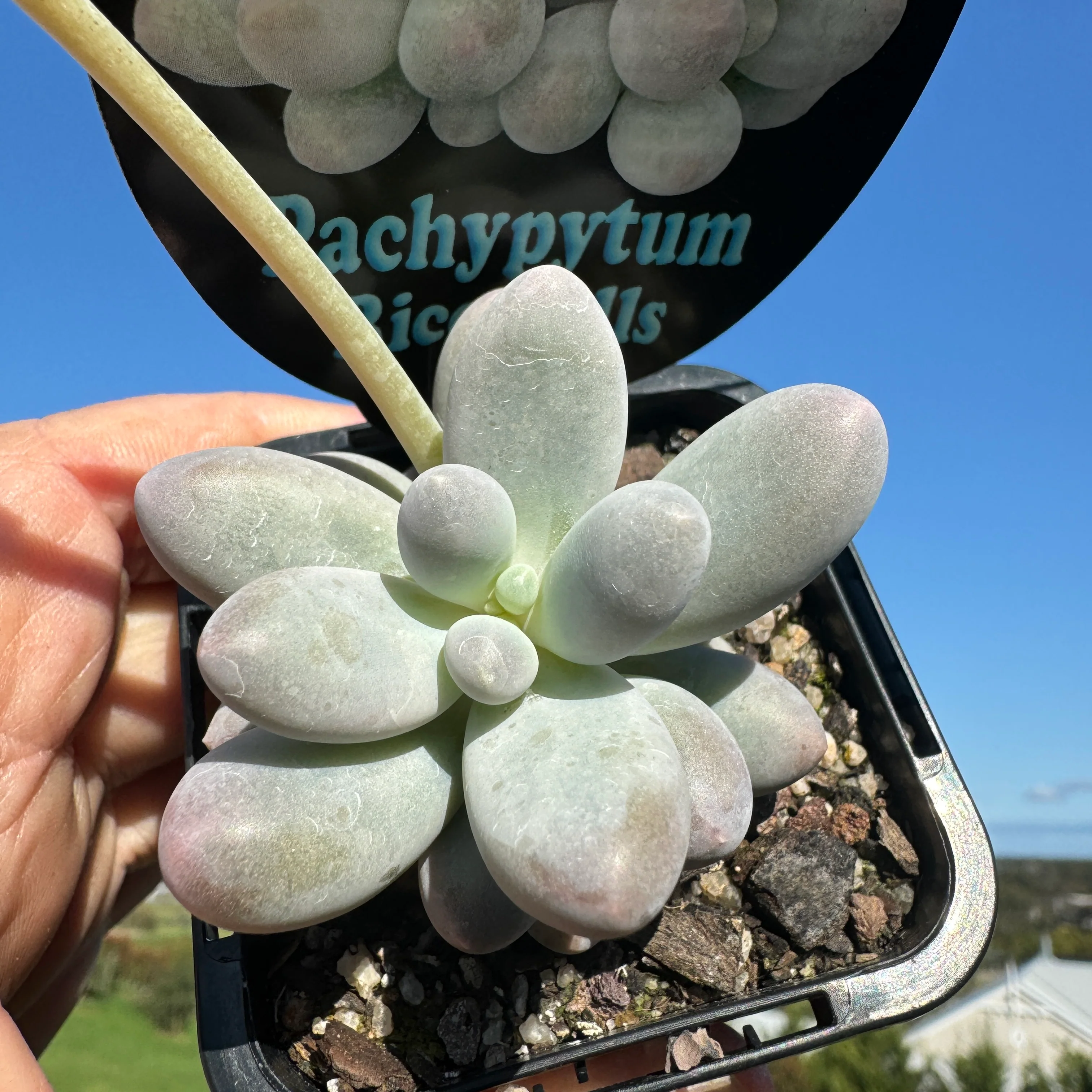 Pachyphytum 'Rice Balls' - Image 5